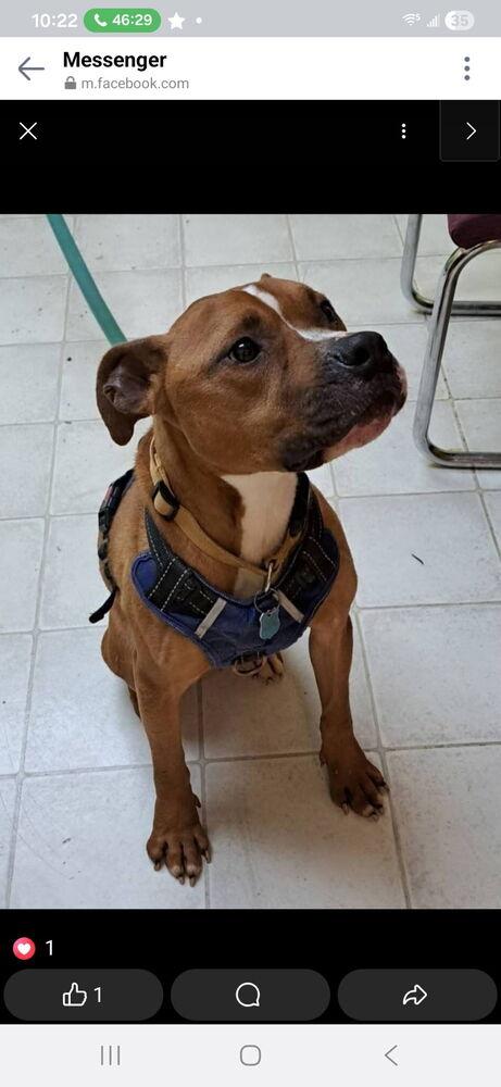 Enlarge Linkin, a Adoptable Pit Bull Terrier in Chattanooga, TN image 4/6