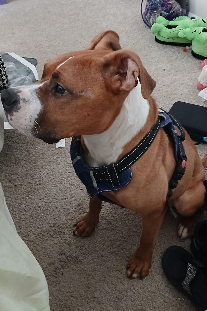 Enlarge Linkin, a Adoptable Pit Bull Terrier in Chattanooga, TN image 5/6