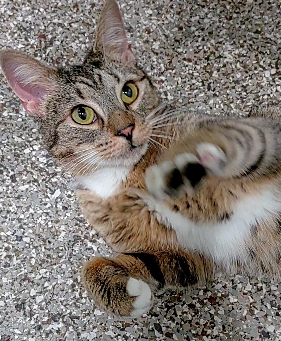 Georgia (FIV+), a ADOPTABLE mixed breed in Baltimore, MD image 4/6