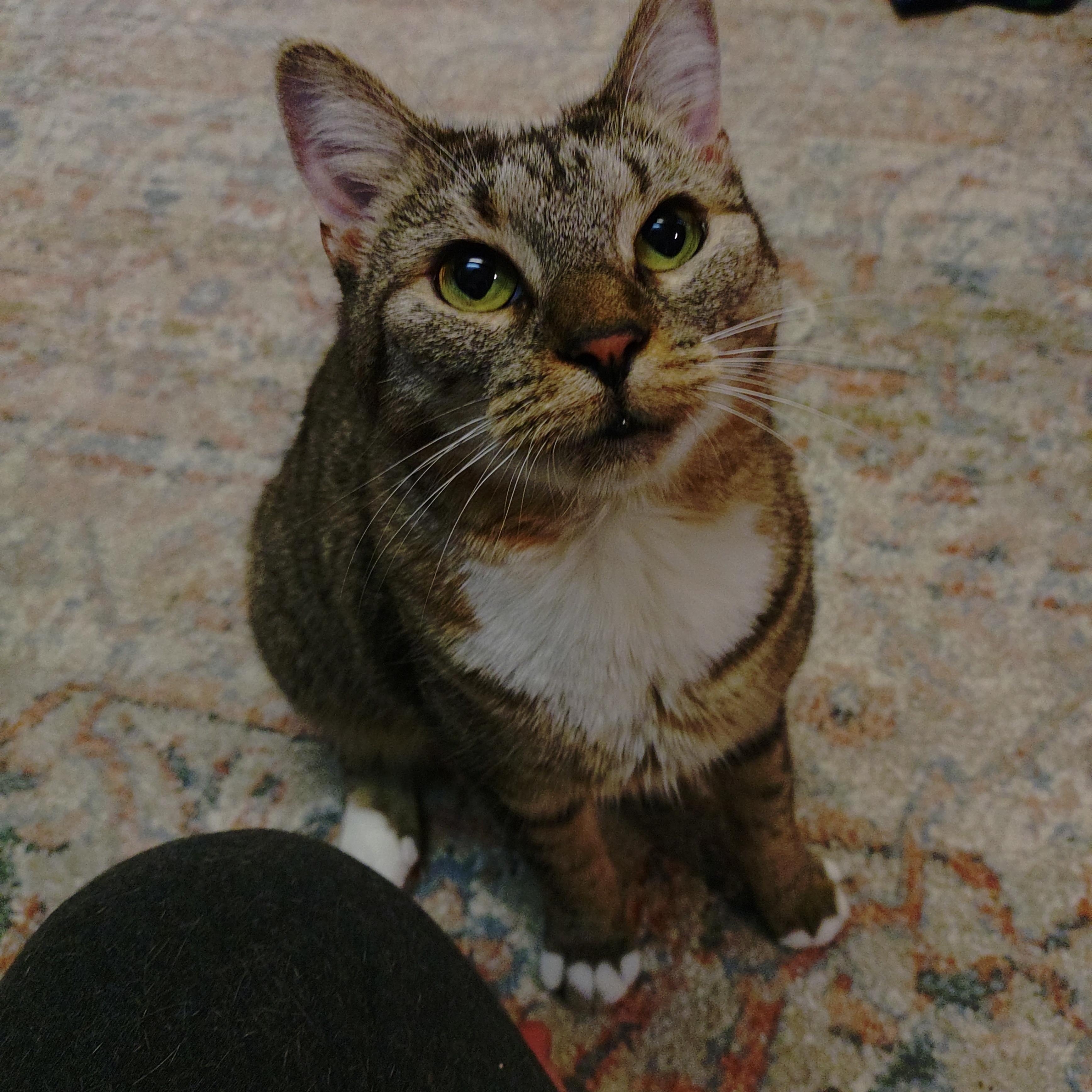 Georgia (FIV+), a ADOPTABLE mixed breed in Baltimore, MD image 3/6