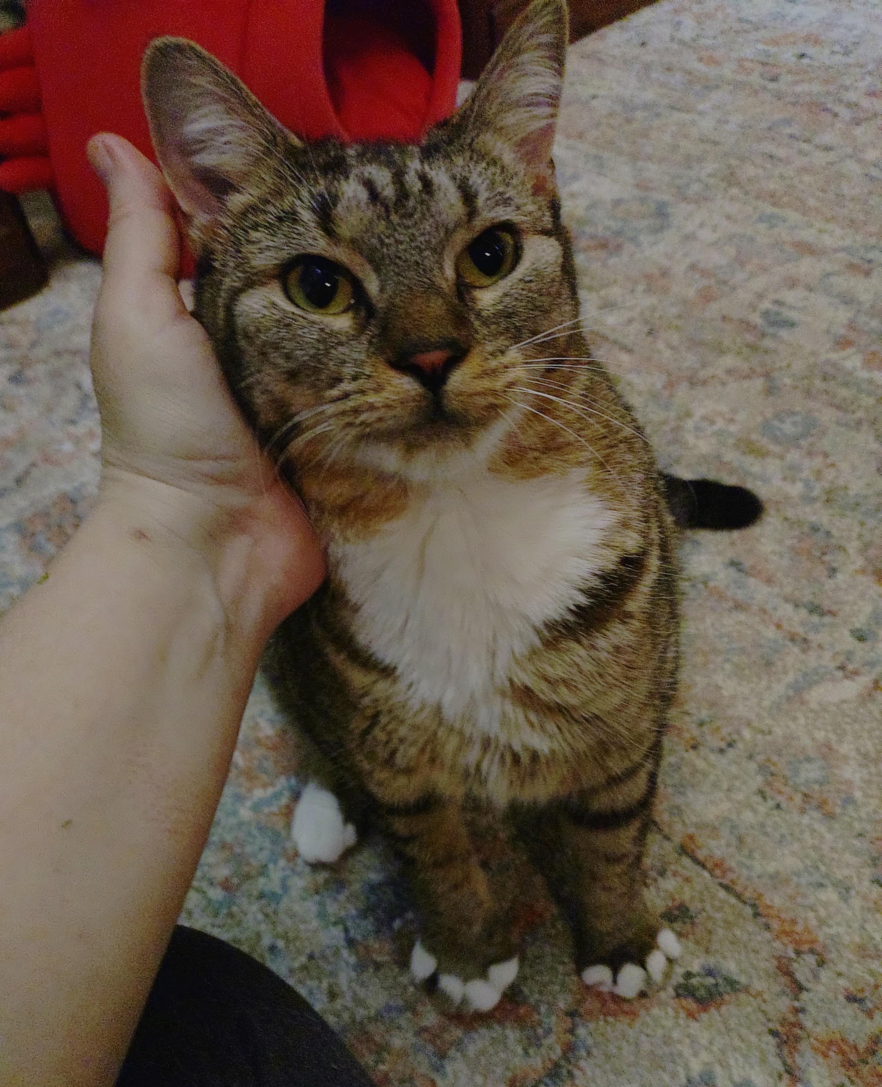 Georgia (FIV+), ADOPTABLE, Young Female Domestic Short Hair & Tabby.