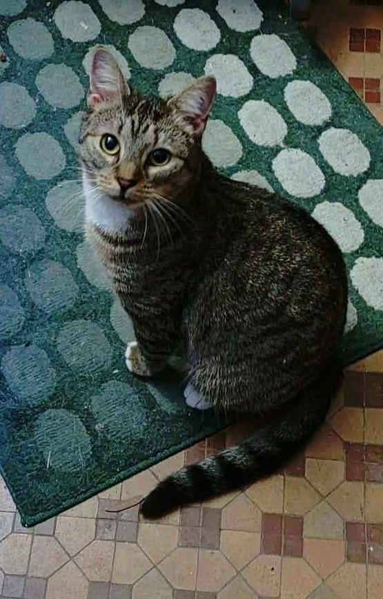 Georgia (FIV+), a ADOPTABLE mixed breed in Baltimore, MD image 2/6