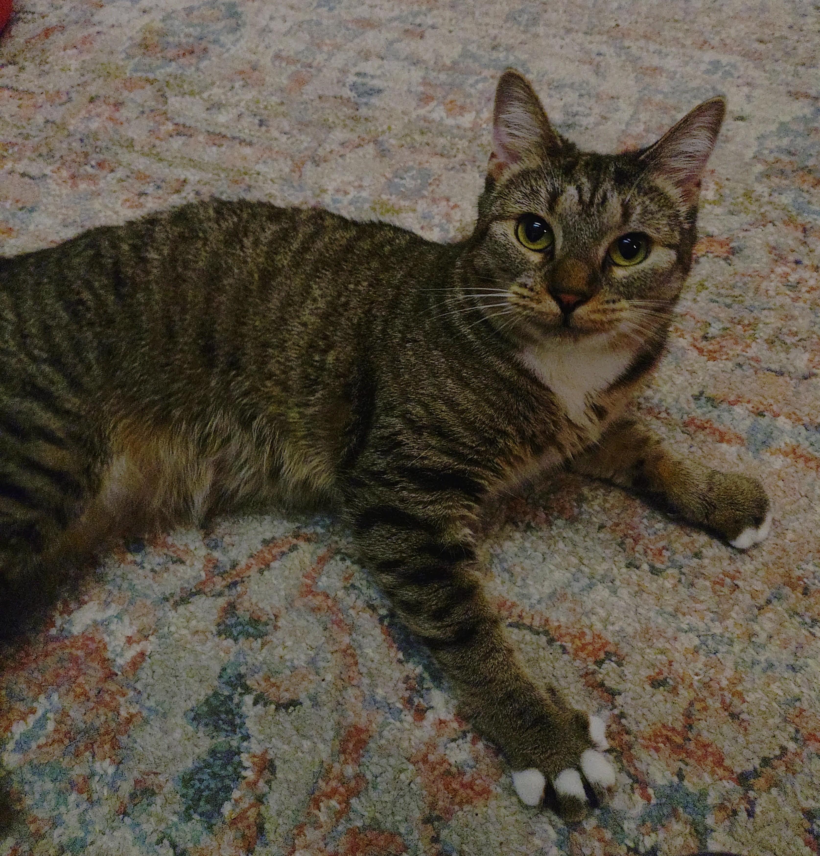 Georgia (FIV+), a ADOPTABLE mixed breed in Baltimore, MD image 5/6