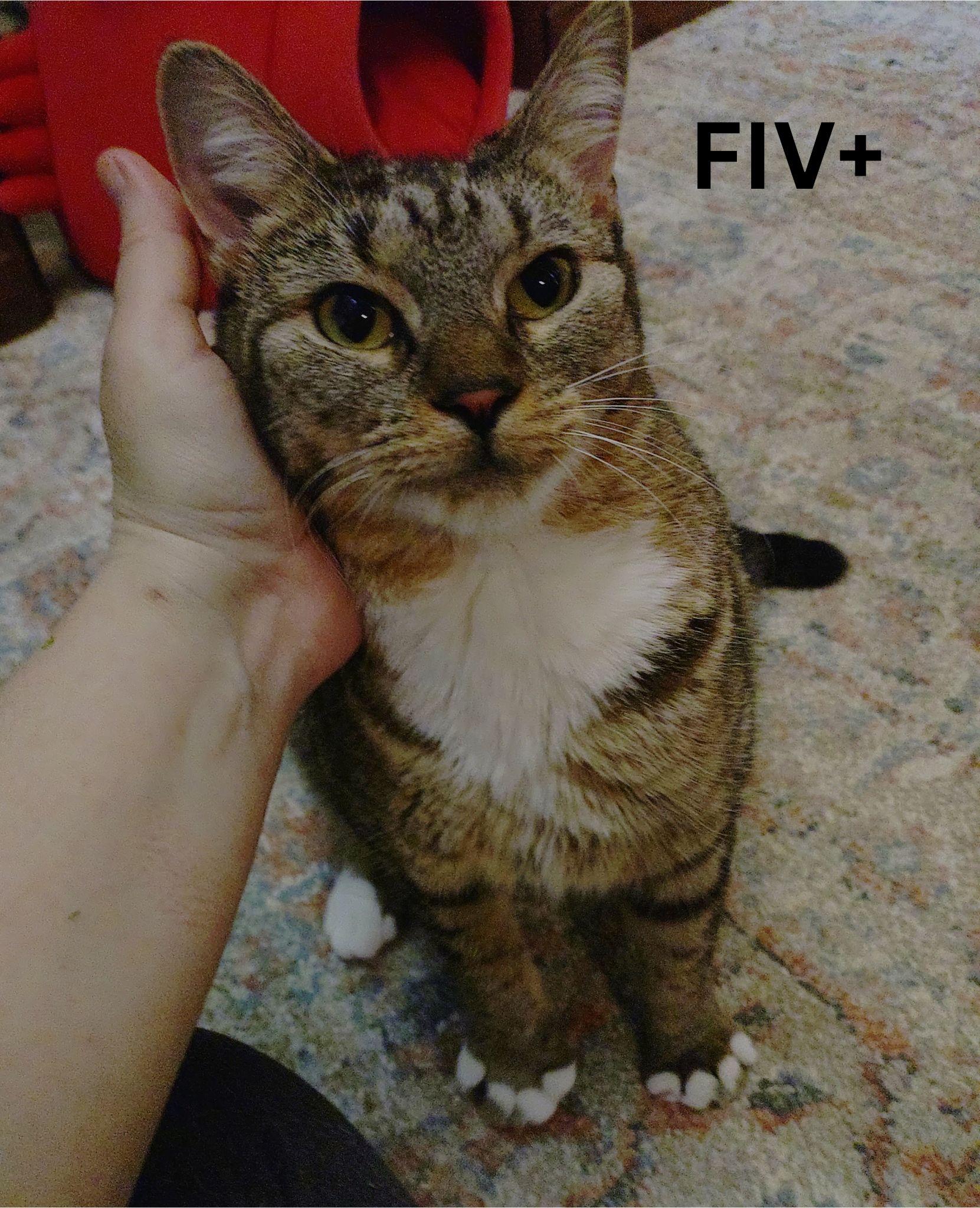Georgia (FIV+), Adoptable, Young Female Domestic Short Hair & Tabby.