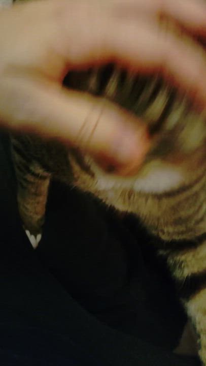 Enlarge Georgia (FIV+), a ADOPTABLE mixed breed in Baltimore, MD video 6/6
