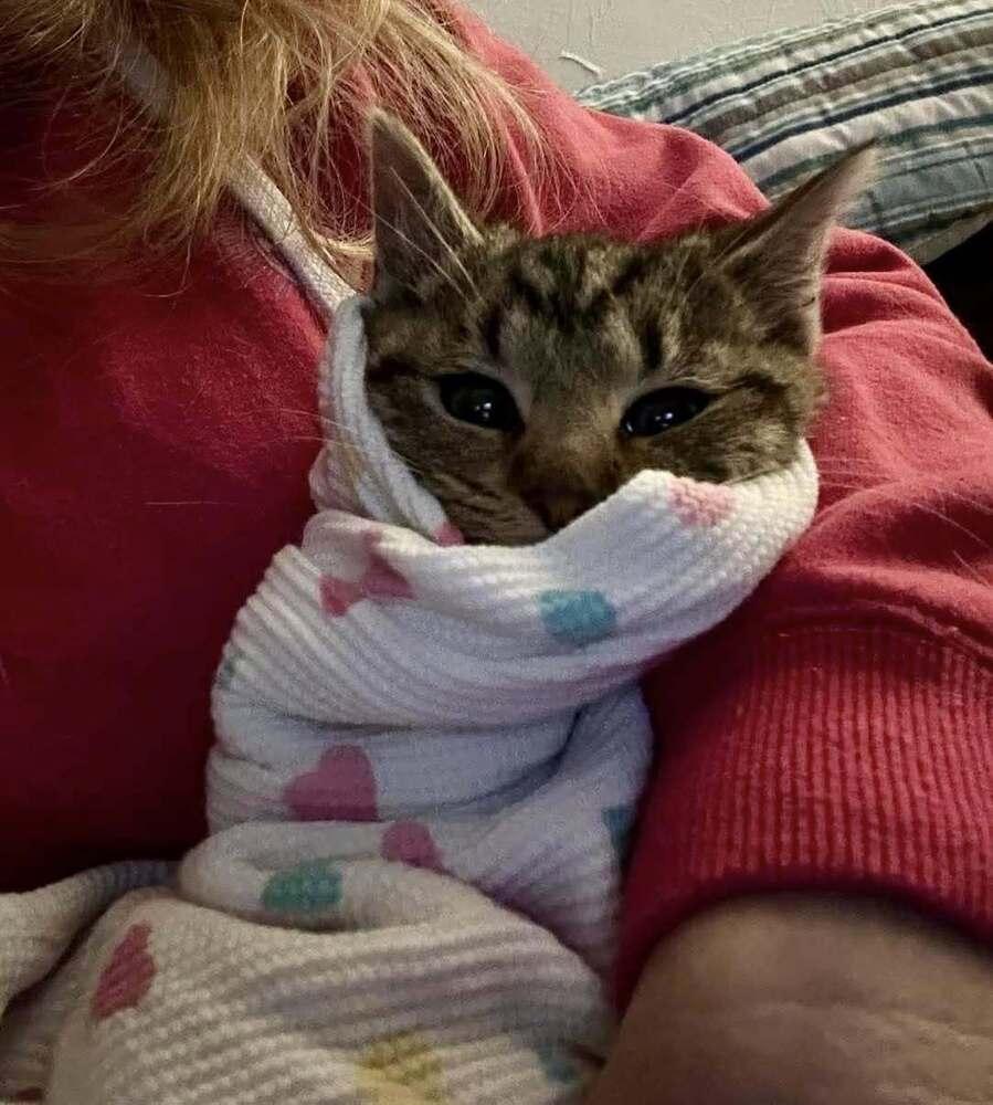 Charlie, Adoptable, Adult Male Domestic Short Hair.