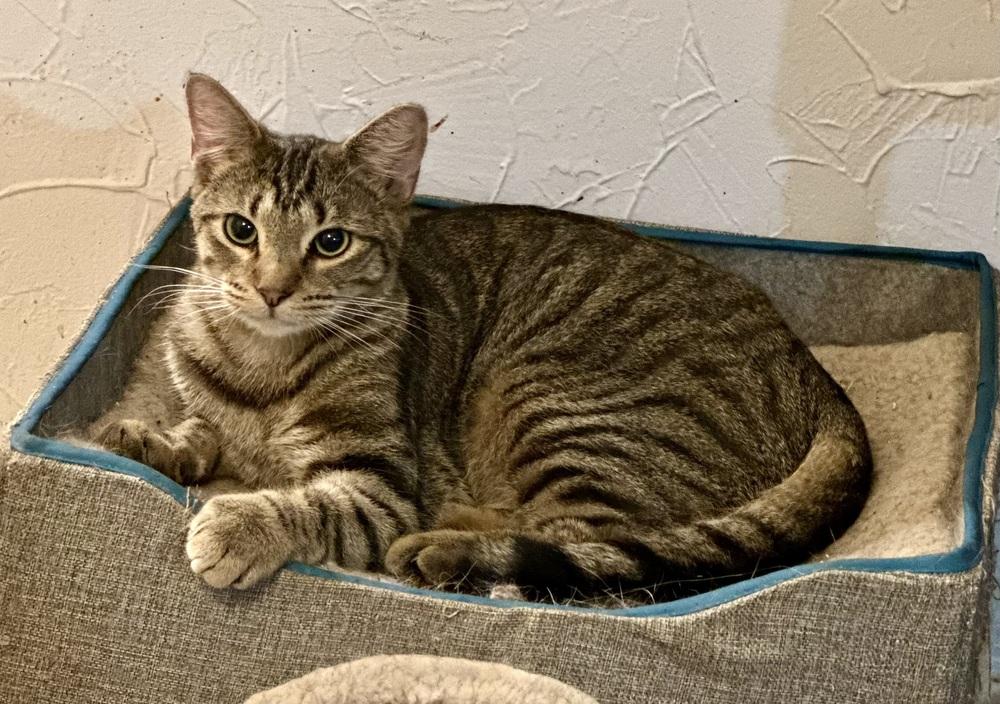 Enlarge Charlie, a Adoptable mixed breed in Virginia Beach, VA image 2/4