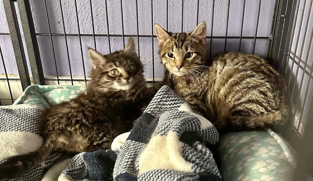 Enlarge Charlie, a Adoptable mixed breed in Virginia Beach, VA image 3/4