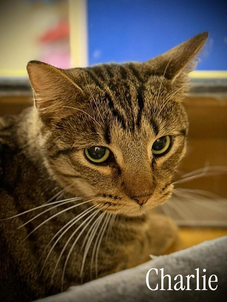 Enlarge Charlie, a Adoptable mixed breed in Virginia Beach, VA image 4/5