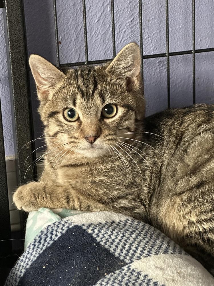 Enlarge Charlie, a Adoptable mixed breed in Virginia Beach, VA image 4/4