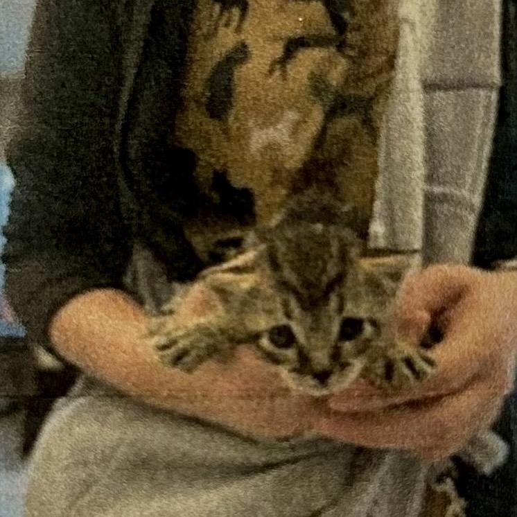 Enlarge Yoshi, a Adoptable Domestic Short Hair in Brevard, NC image 1/1