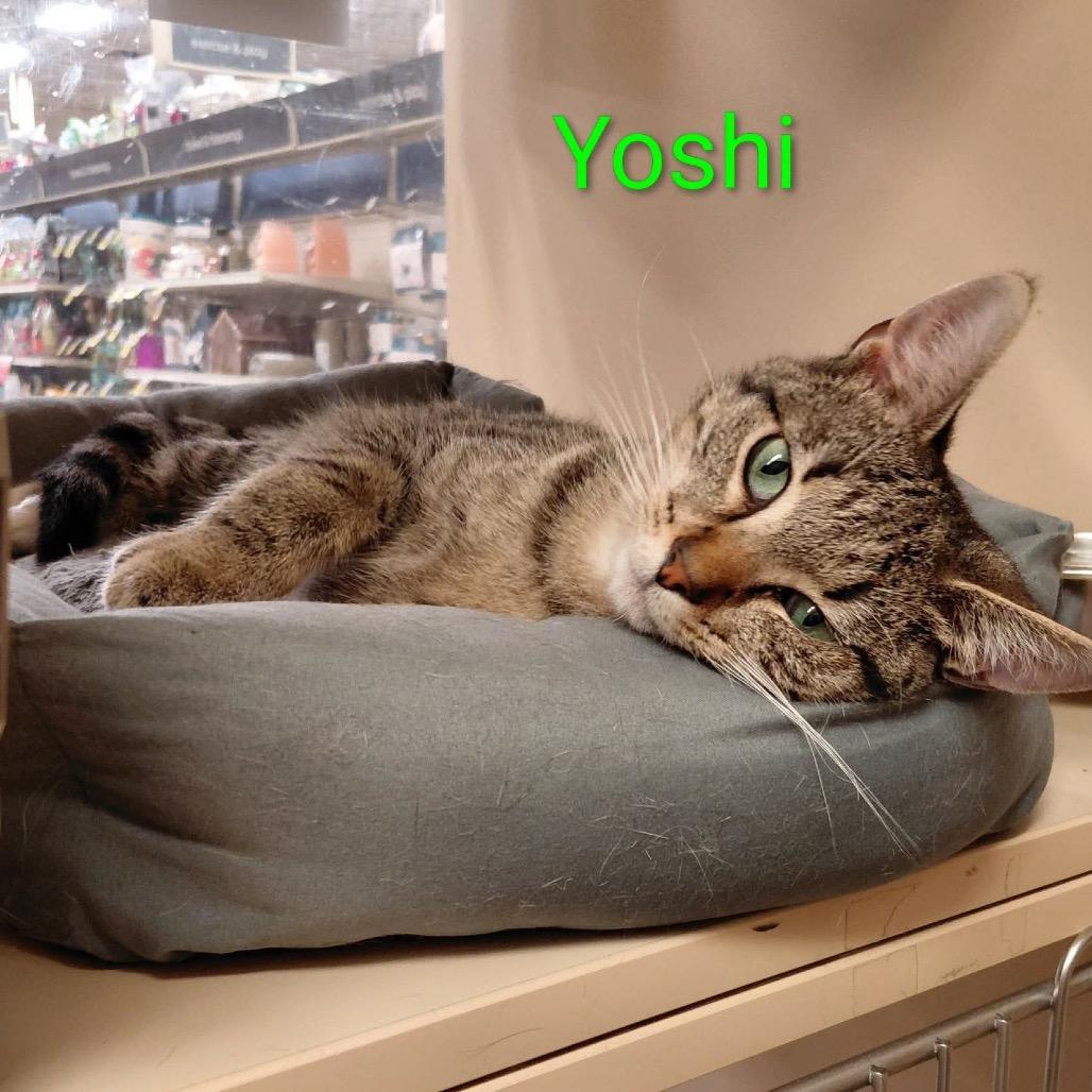 Enlarge Yoshi, a Adoptable Domestic Short Hair in Brevard, NC image 1/3
