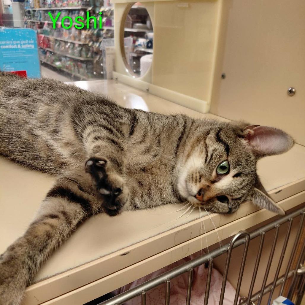 Enlarge Yoshi, a Adoptable Domestic Short Hair in Brevard, NC image 2/3