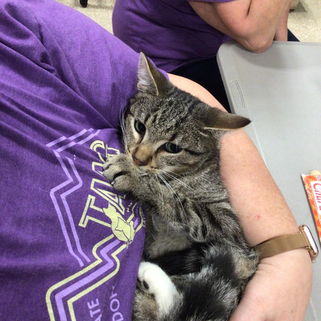 Enlarge Yoshi, a Adoptable Domestic Short Hair in Brevard, NC image 1/1