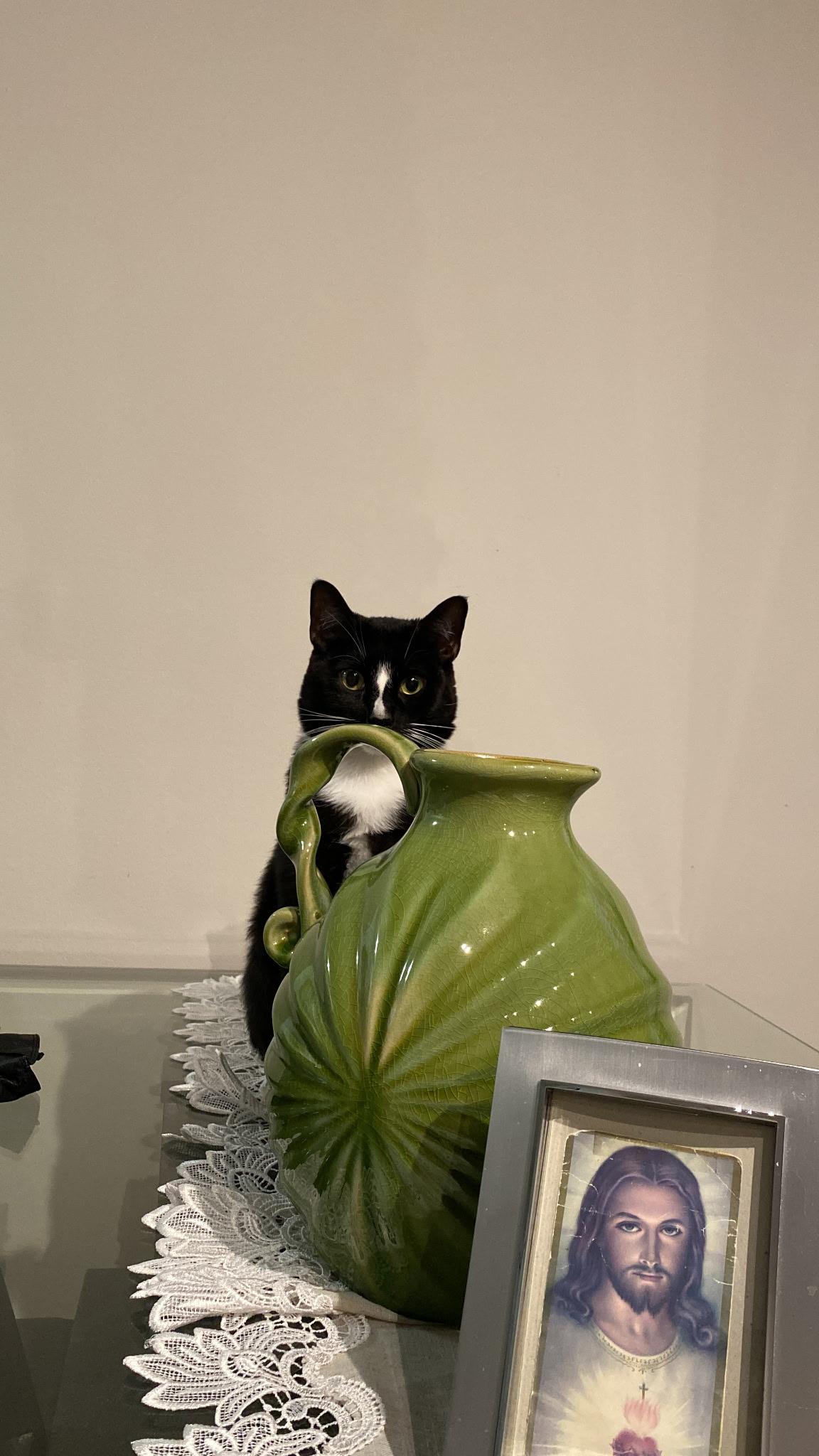 Enlarge Negra, a ADOPTABLE mixed breed in West New York, NJ image 4/4