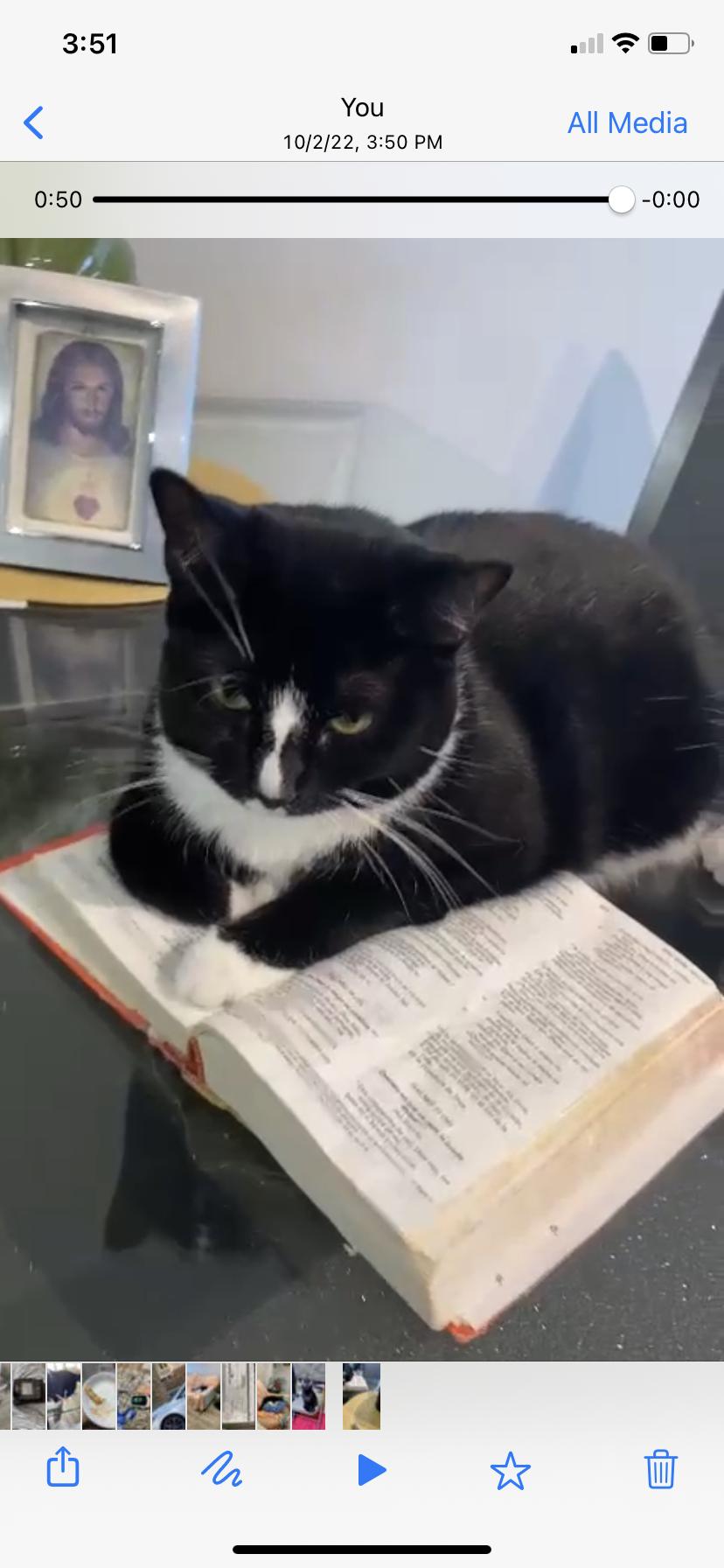 Negra, ADOPTABLE, Adult Female Domestic Short Hair & Tuxedo.