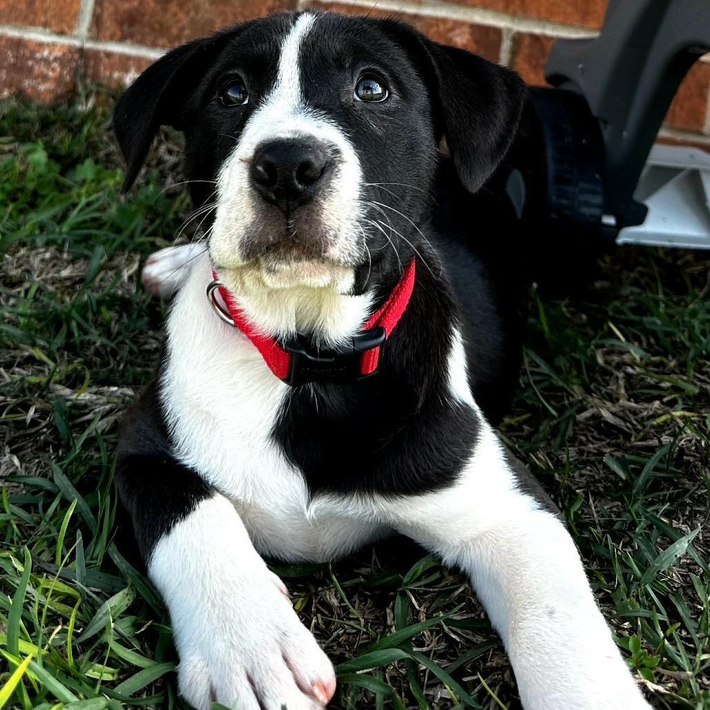 Enlarge Luna (Lexi), a Adoptable mixed breed in Enterprise, AL image 1/2