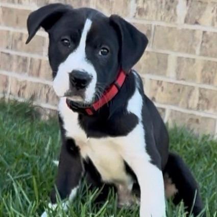 Enlarge Luna (Lexi), a Adoptable mixed breed in Enterprise, AL image 2/2