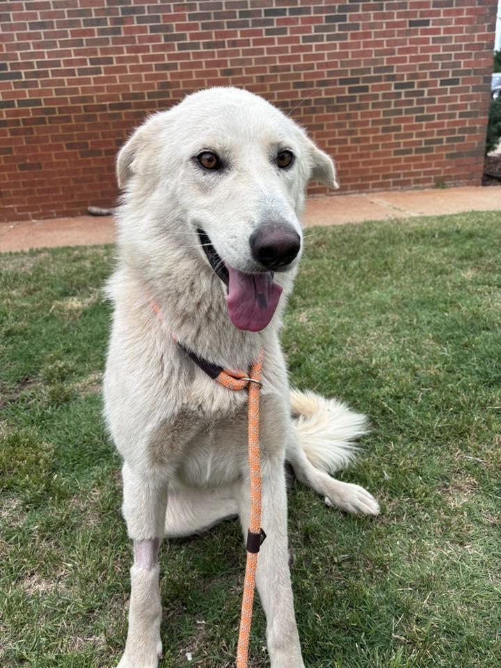 Marshmallow, a ADOPTABLE mixed breed in Stillwater, OK image 2/2