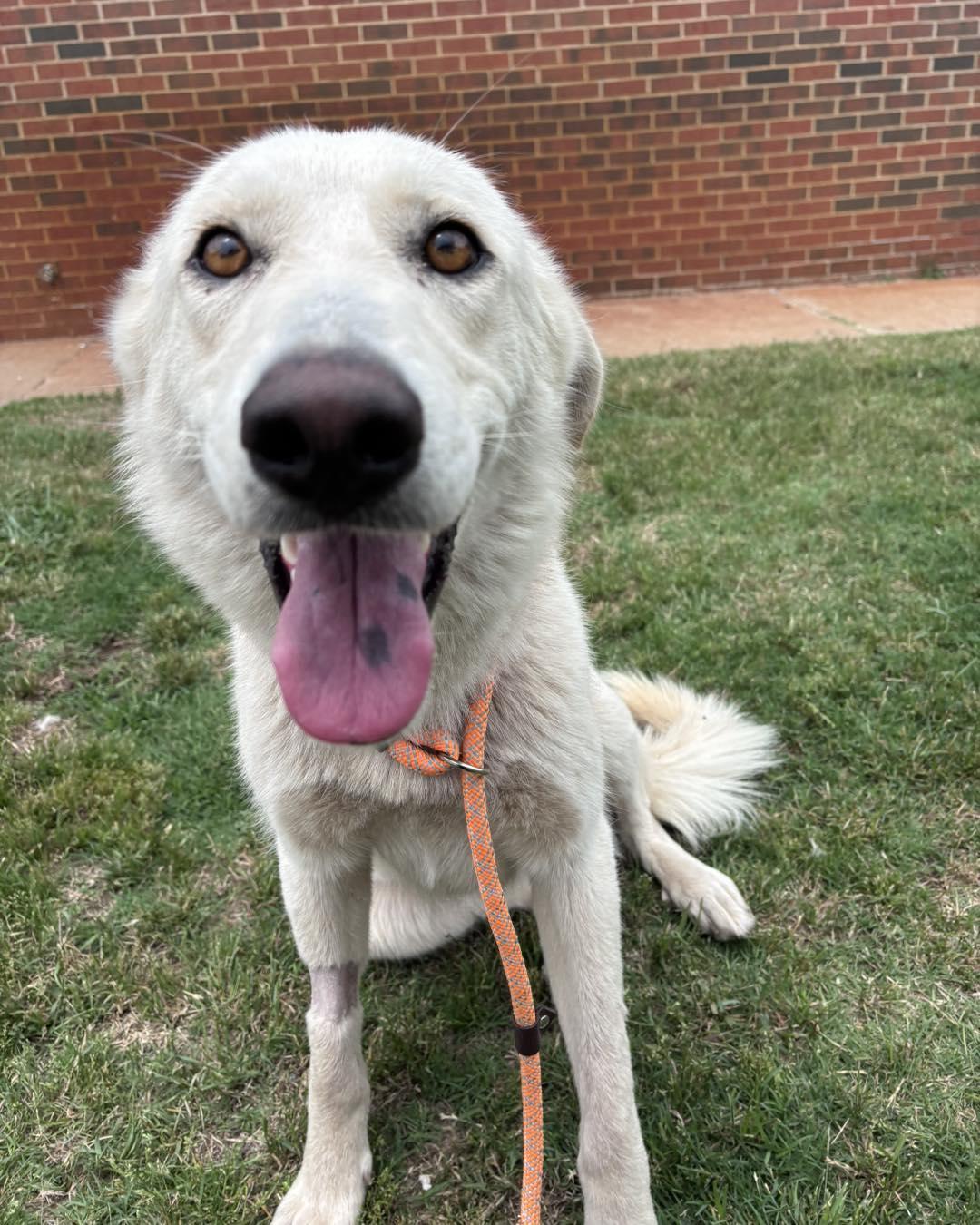 Marshmallow, a ADOPTABLE mixed breed in Stillwater, OK image 1/2