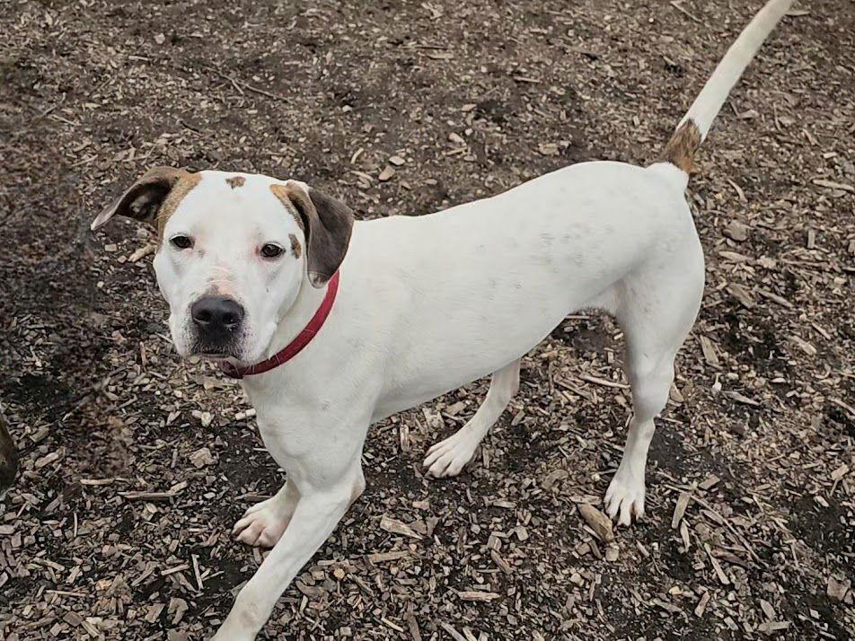 Dot (and Harlequin), a Adoptable Hound in Ringwood, NJ image 2/3
