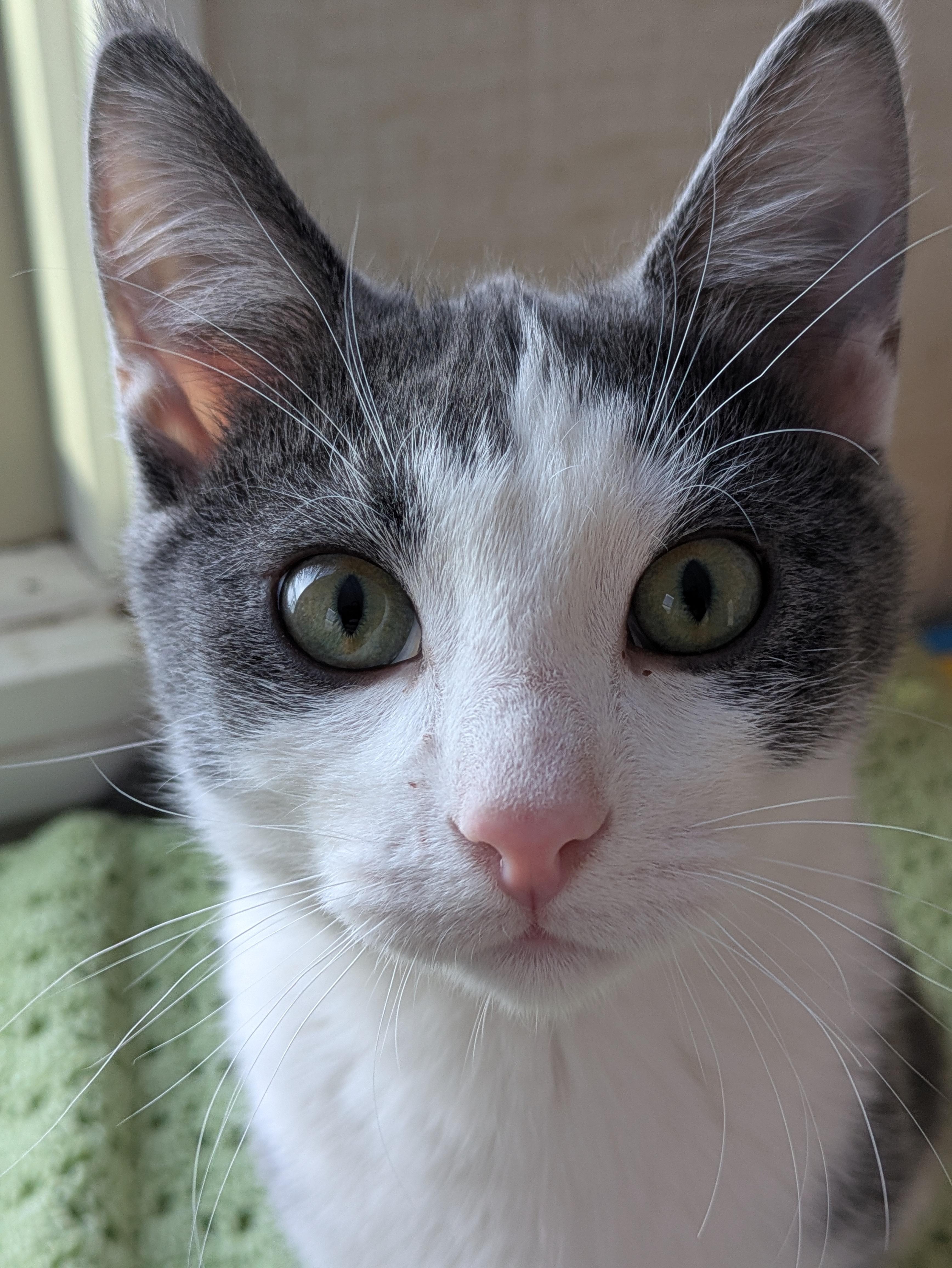 Rocky, ADOPTABLE, Young Male Domestic Short Hair.
