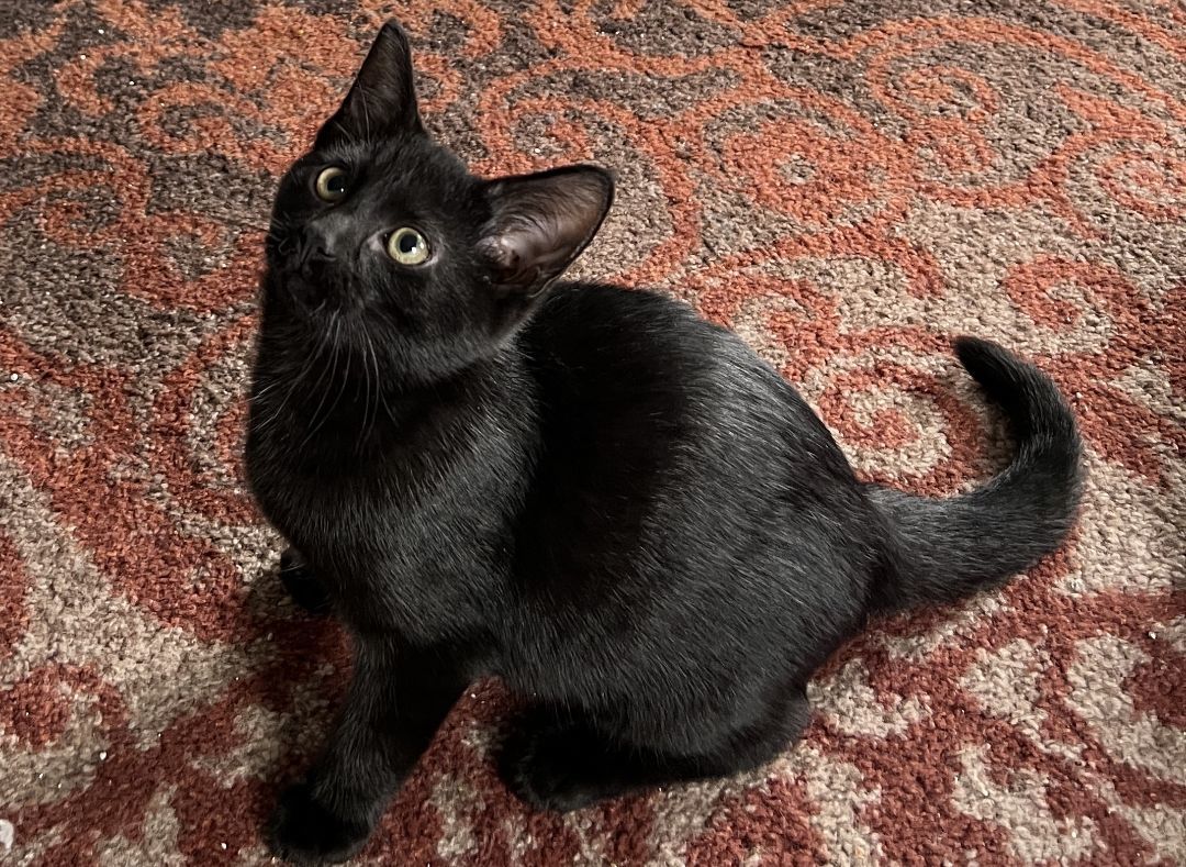 Wally, Adopted, Kitten Male Domestic Short Hair.