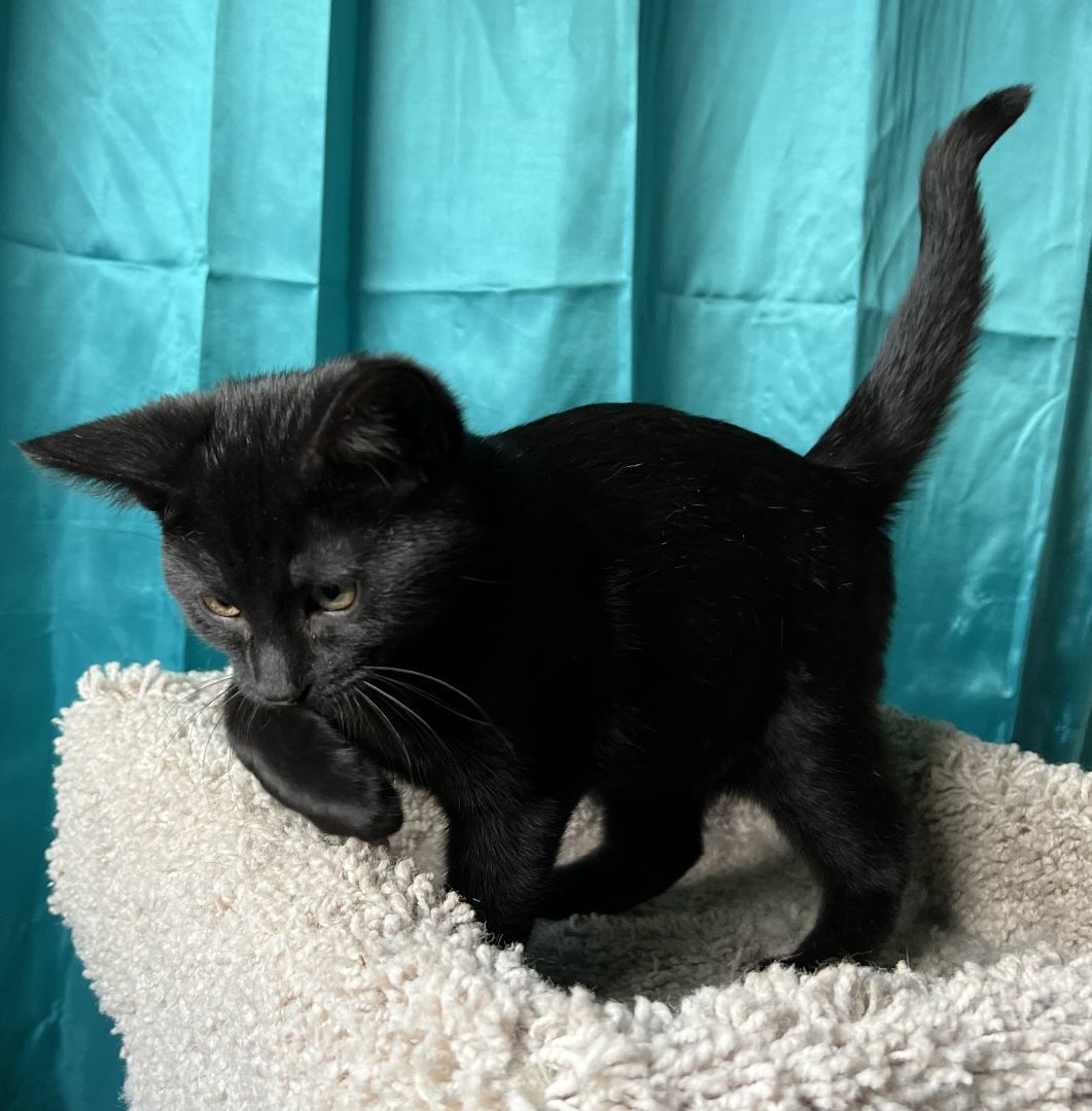 Enlarge Wally, a Adopted Domestic Short Hair in Manheim, PA image 2/6