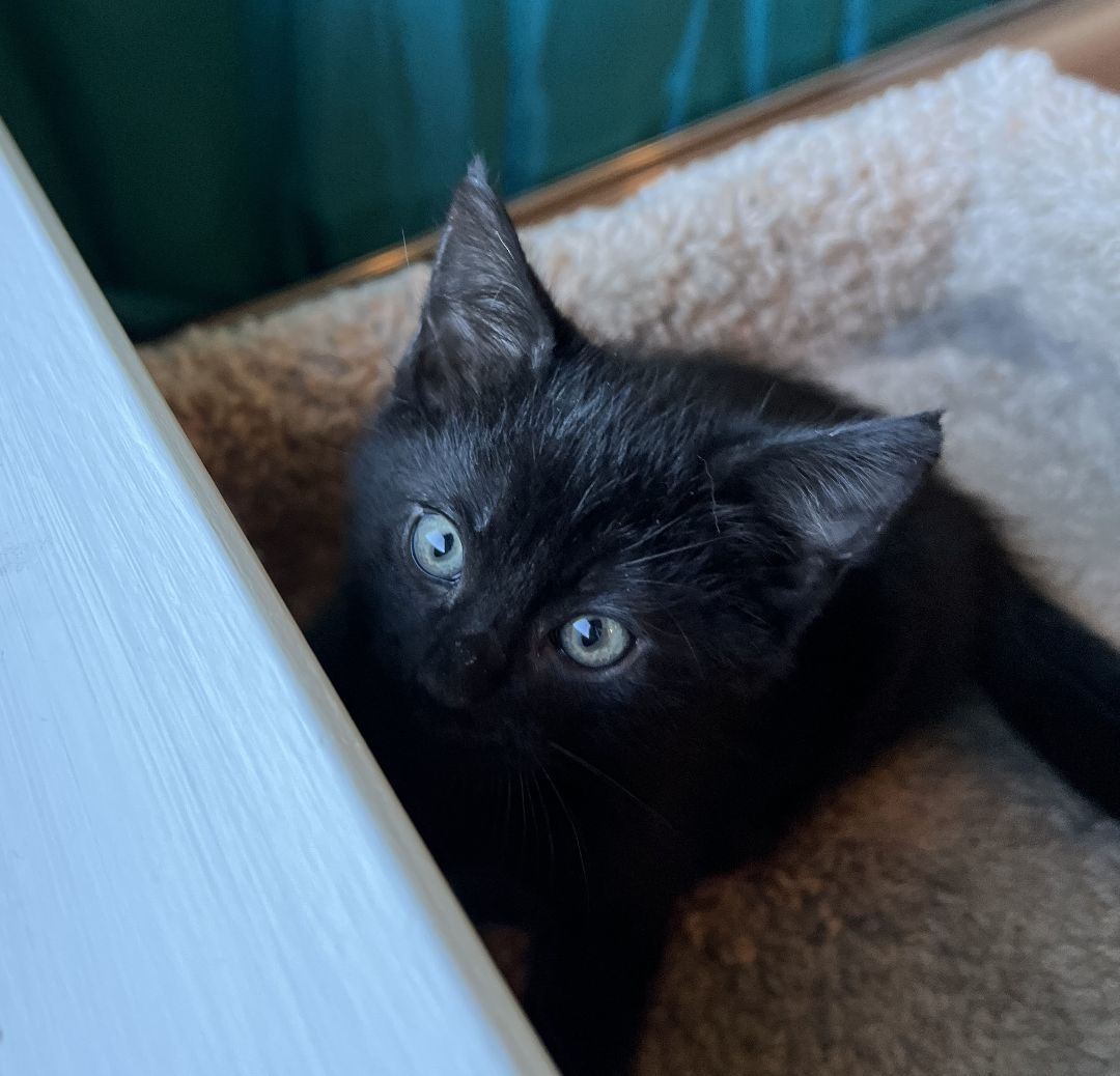 Enlarge Wally, a Adopted Domestic Short Hair in Manheim, PA image 3/6