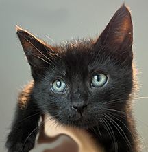 Enlarge Wally, a Adopted Domestic Short Hair in Manheim, PA image 4/6