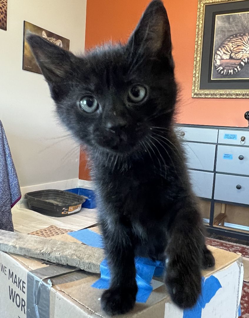 Enlarge Wally, a Adopted Domestic Short Hair in Manheim, PA image 5/6