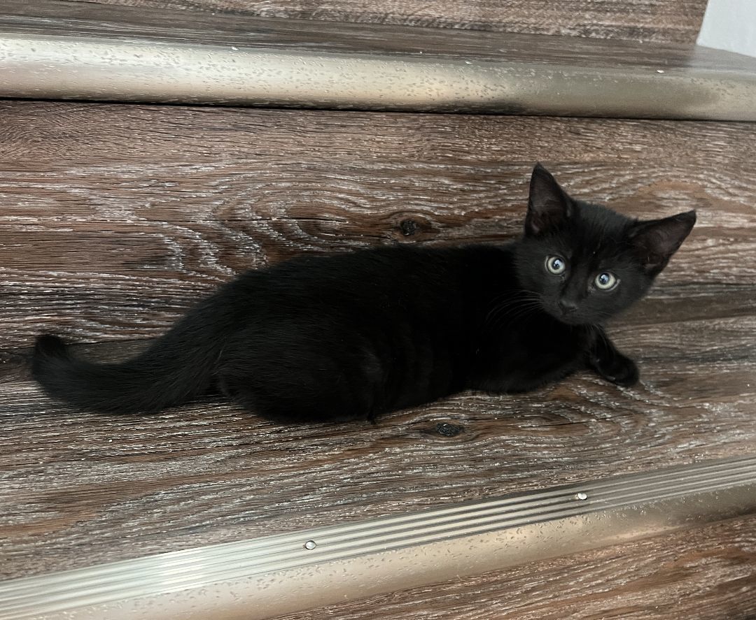 Enlarge Wally, a Adopted Domestic Short Hair in Manheim, PA image 6/6