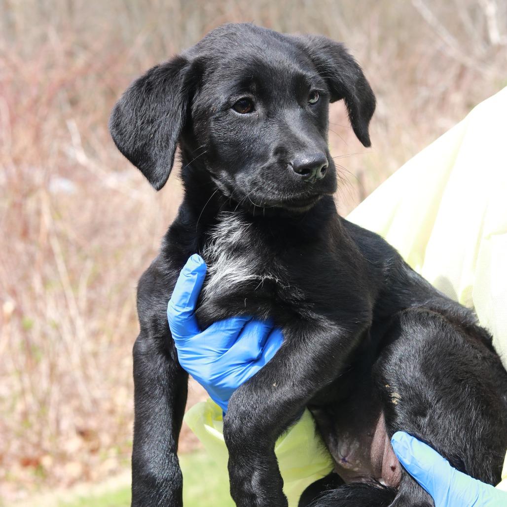 Enlarge CT Macy's, a Adoptable mixed breed in Eastford, CT image 3/6