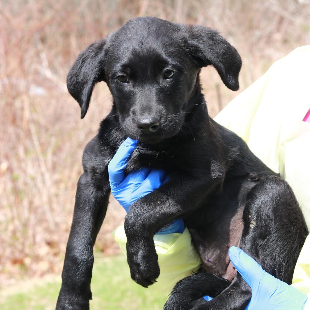 Enlarge CT Macy's, a Adoptable mixed breed in Eastford, CT image 4/6