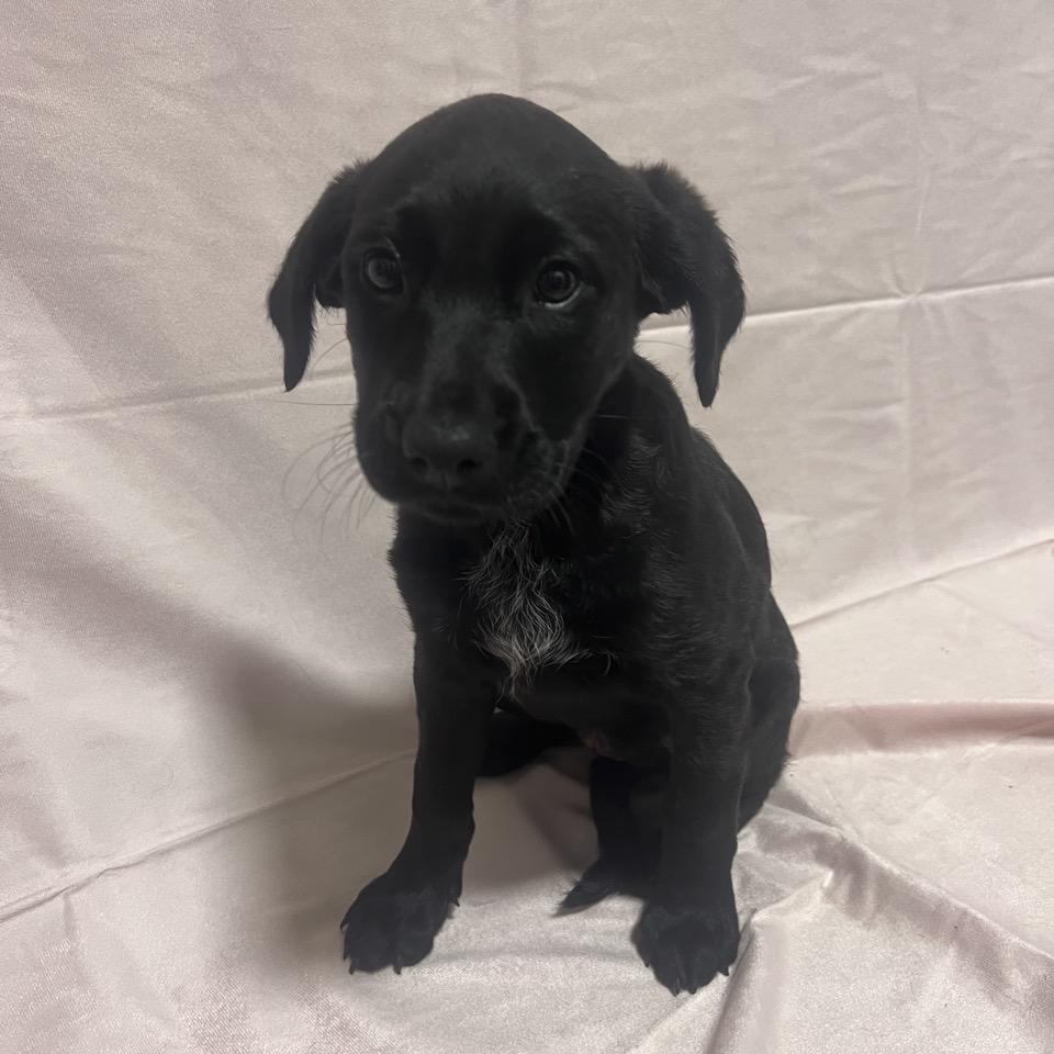 Enlarge CT Macy's, a Adoptable mixed breed in Eastford, CT image 5/6