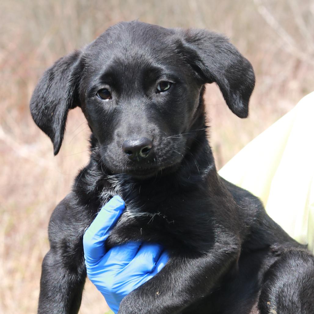 Enlarge CT Macy's, a Adoptable mixed breed in Eastford, CT image 6/6