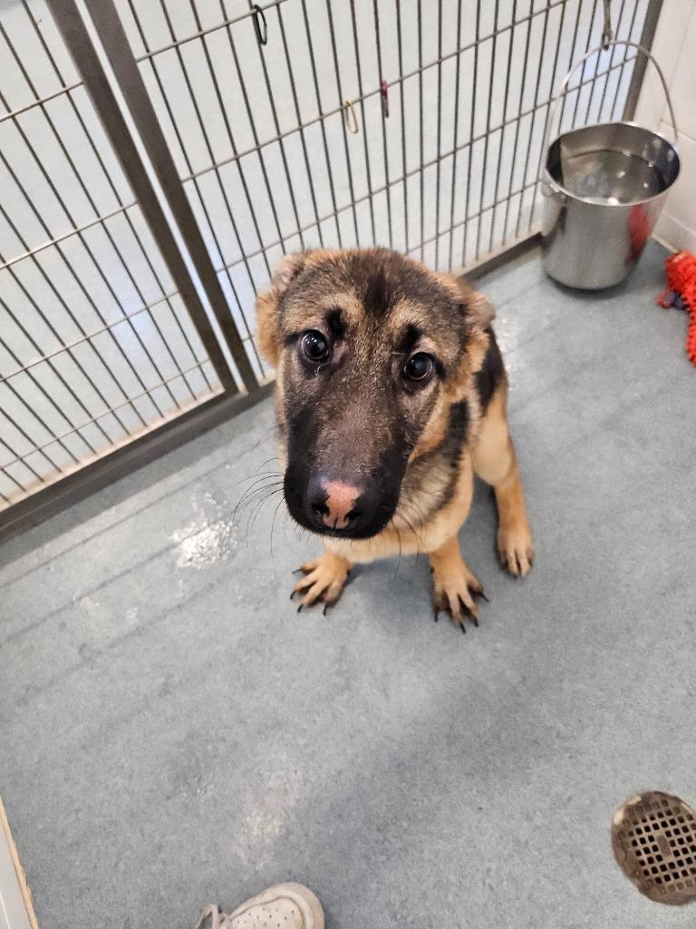 Cricket, Adopted, Young Female German Shepherd Dog.