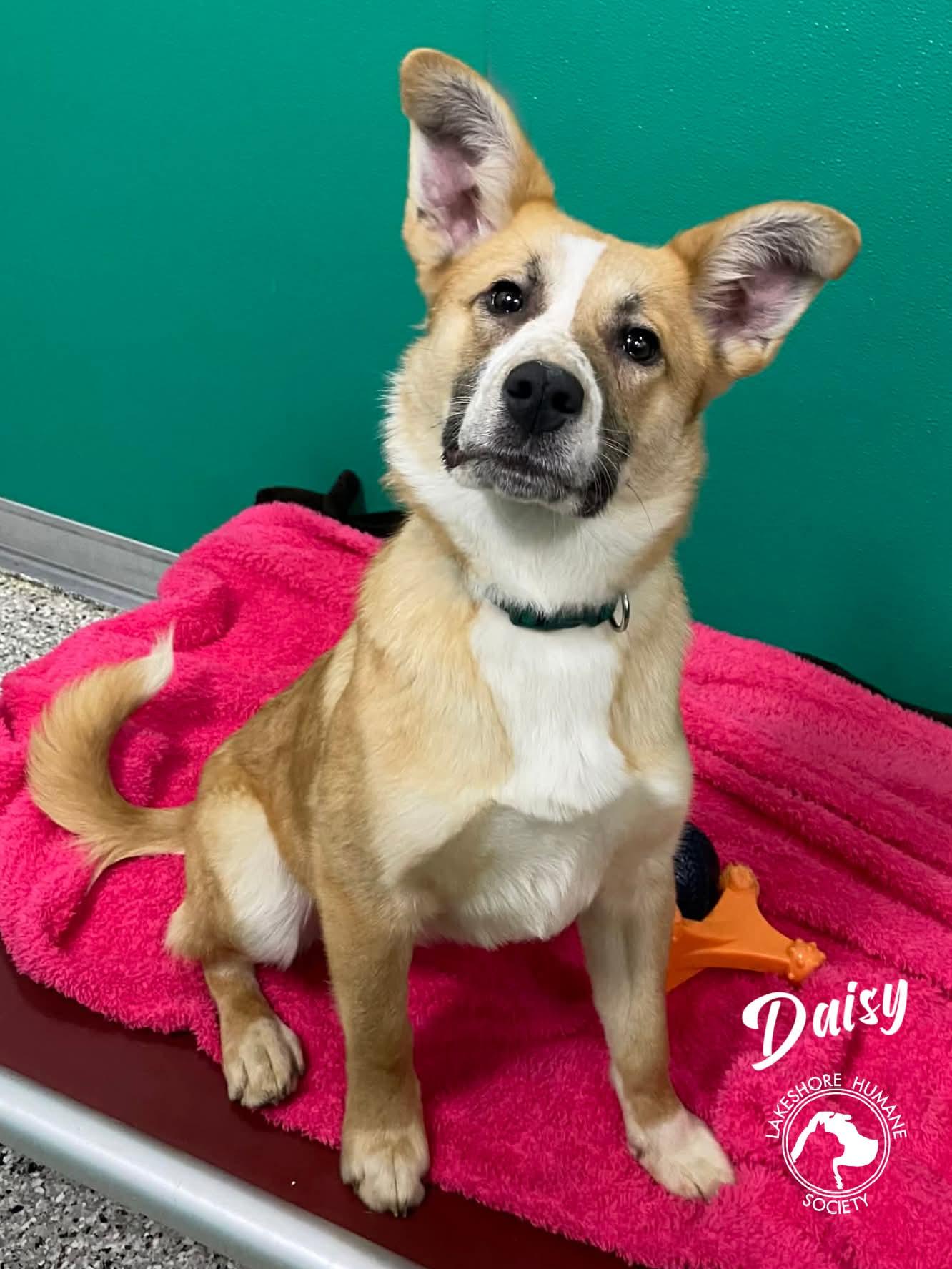 Enlarge Daisy, a ADOPTABLE mixed breed in Dunkirk, NY image 1/1
