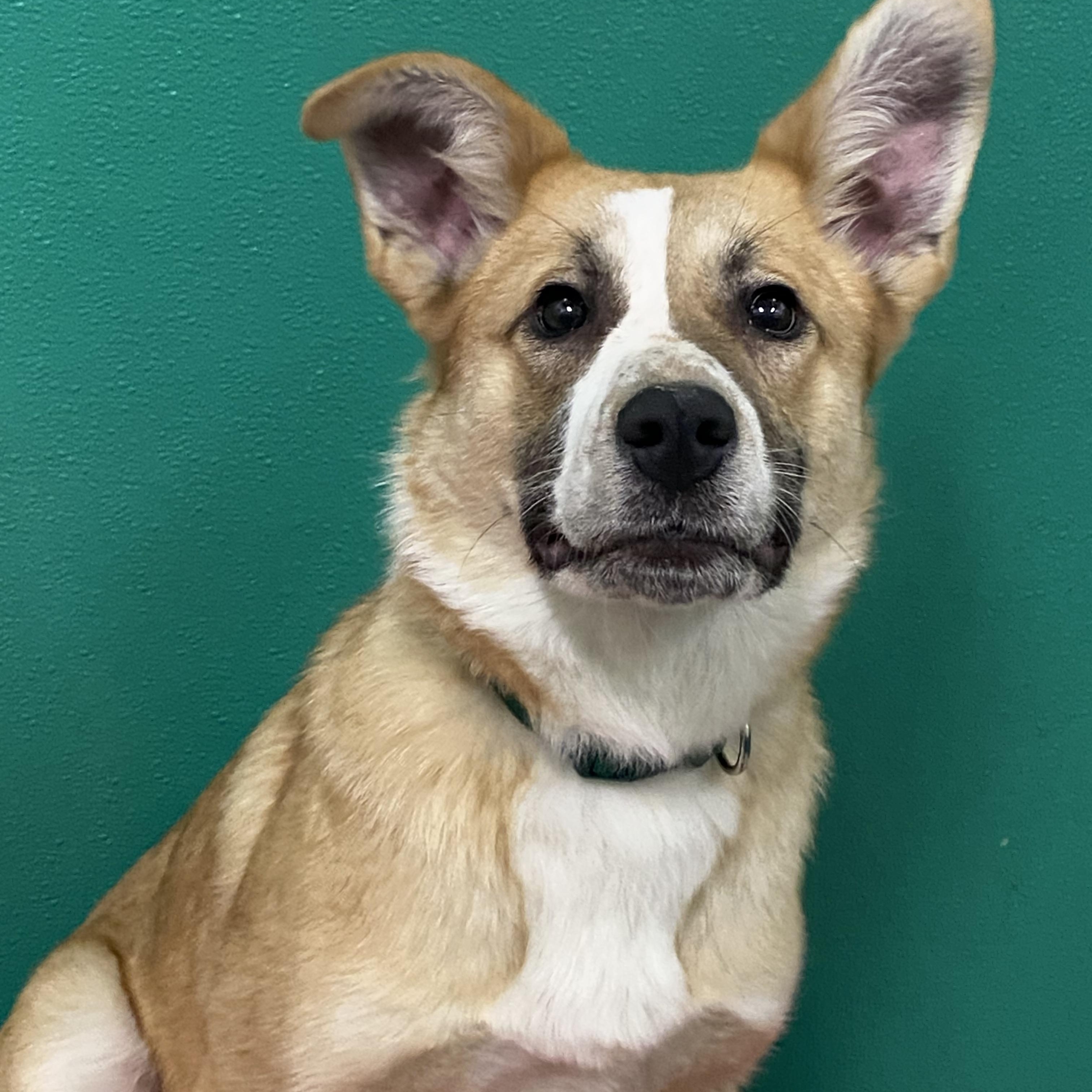 Enlarge Daisy, a ADOPTABLE mixed breed in Dunkirk, NY image 3/3