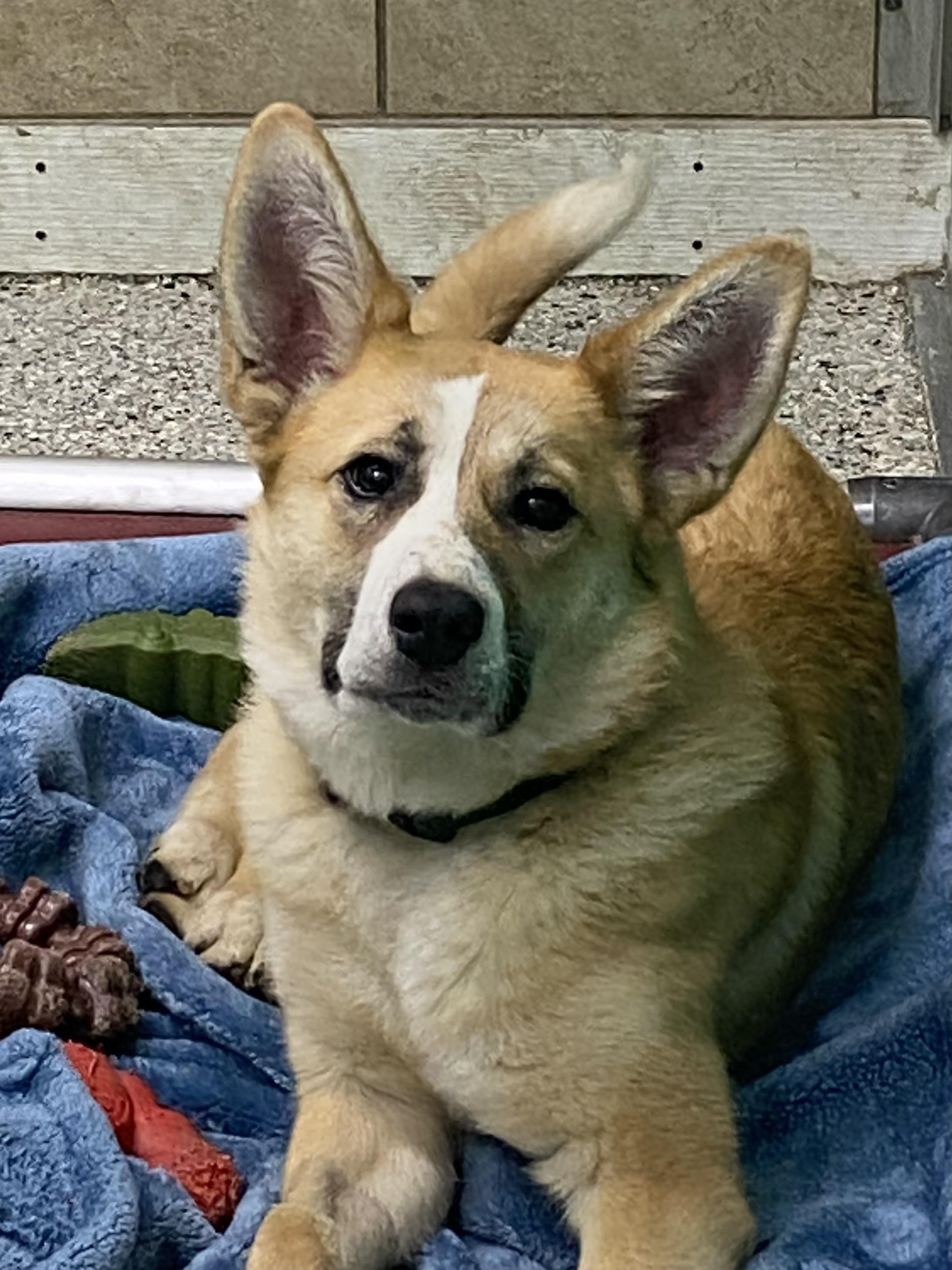 Enlarge Daisy, a ADOPTABLE mixed breed in Dunkirk, NY image 2/3