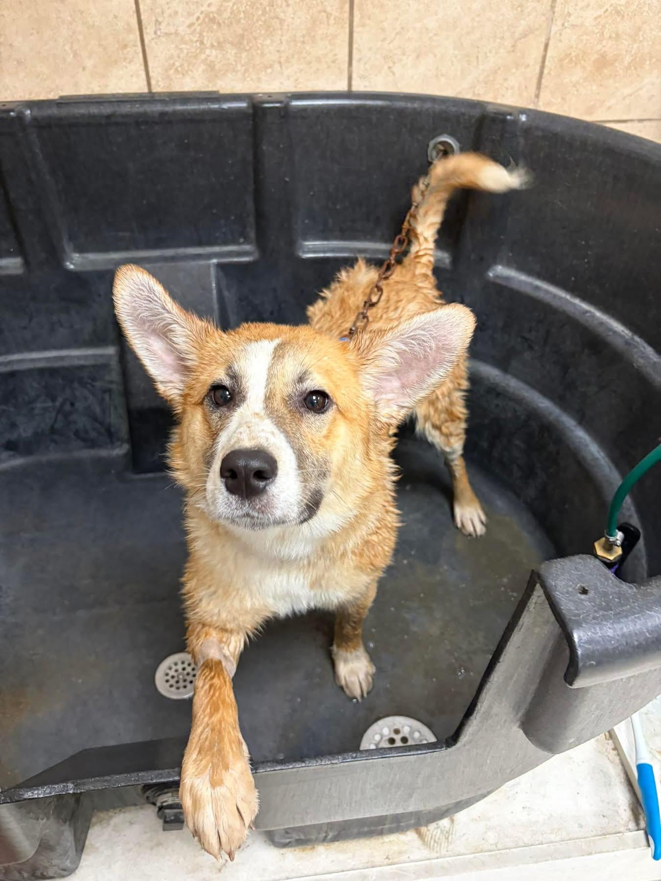 Daisy, a ADOPTABLE mixed breed in Dunkirk, NY image 4/4