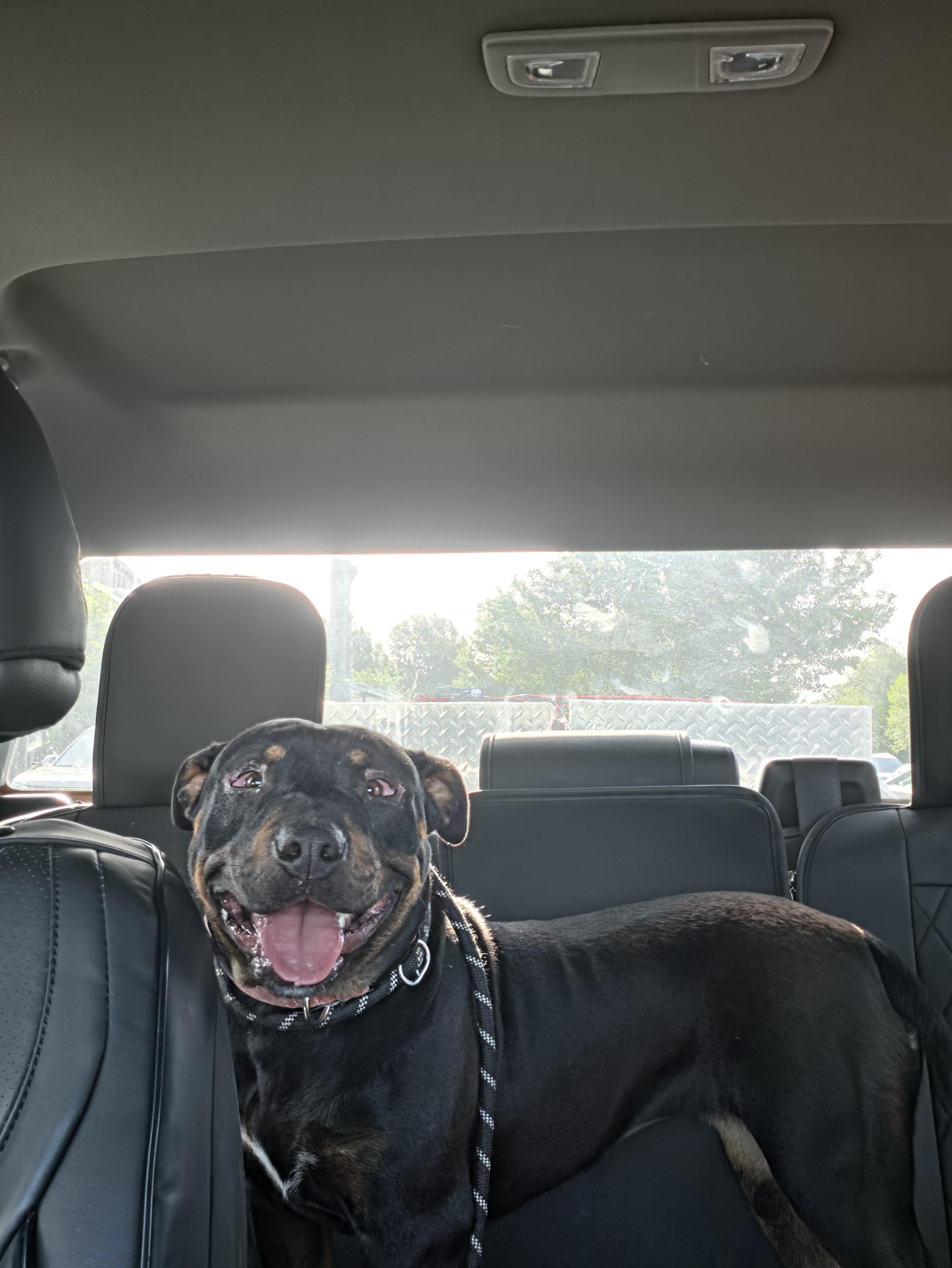 Enlarge Reagan, a ADOPTABLE mixed breed in Oklahoma City, OK image 6/6