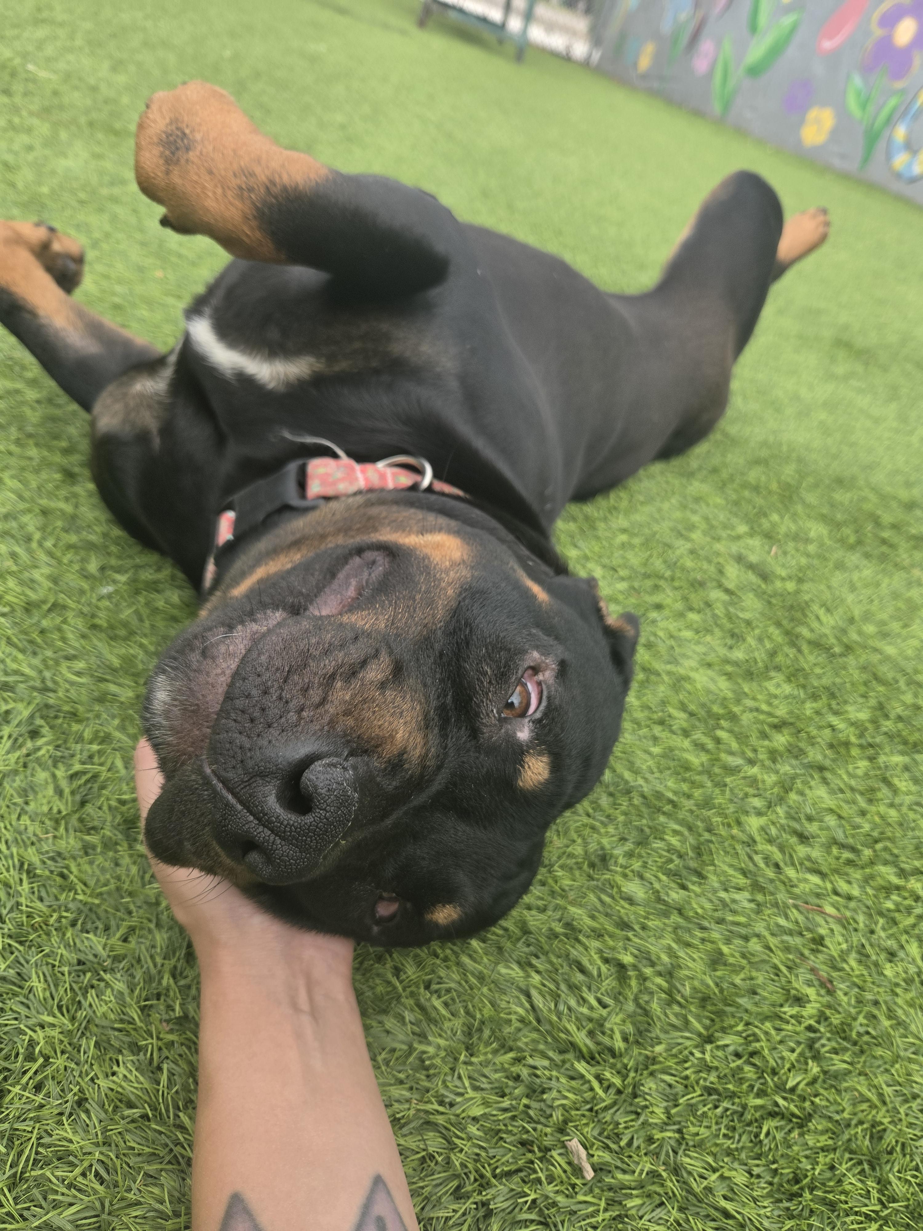 Enlarge Reagan, a ADOPTABLE mixed breed in Oklahoma City, OK image 4/6