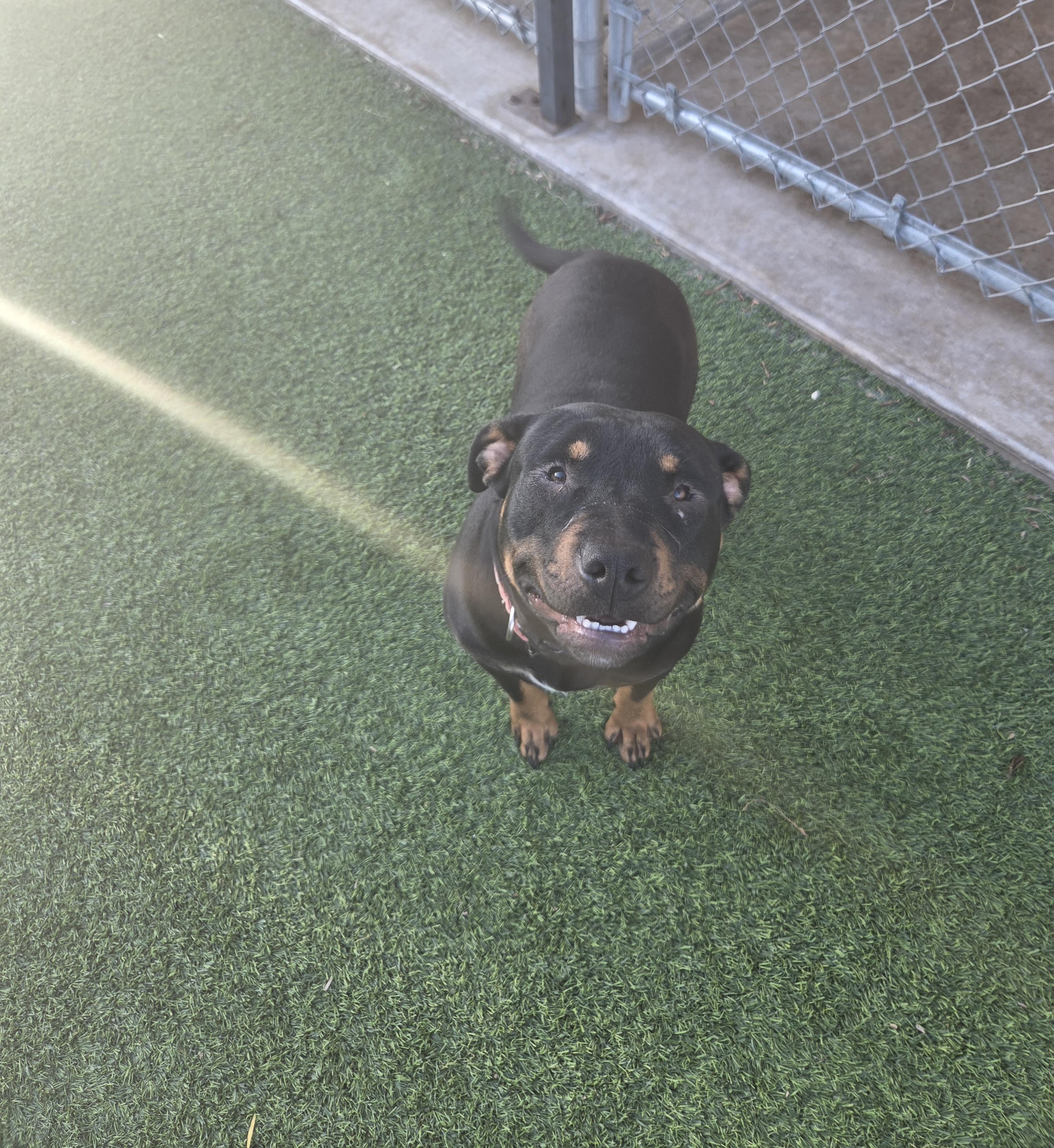 Reagan, ADOPTABLE, Young Female Rottweiler.