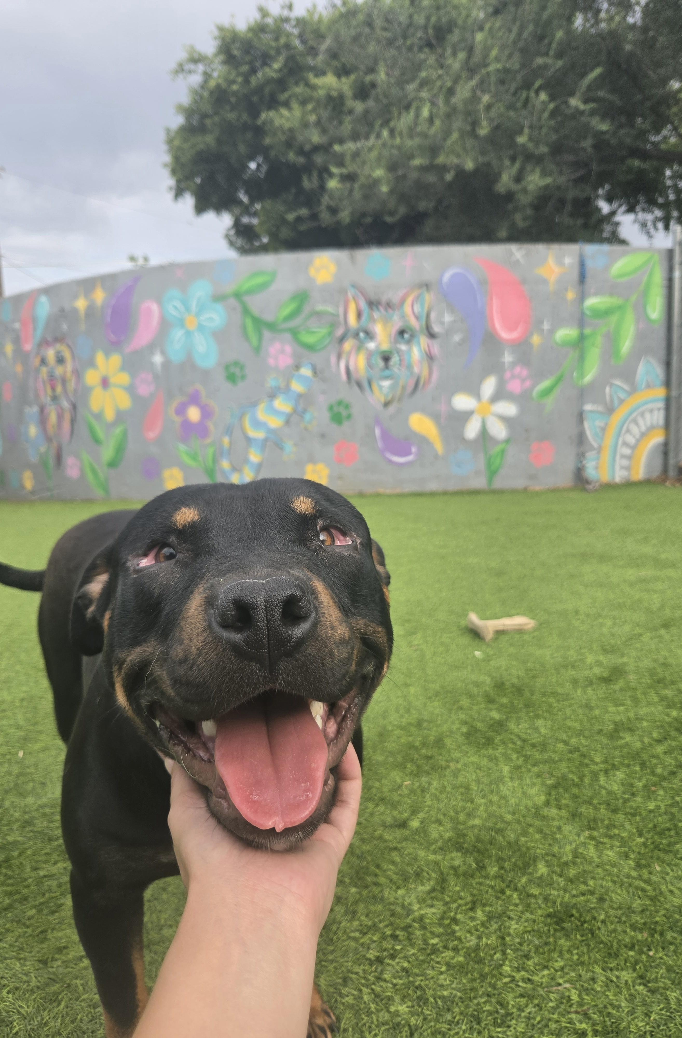 Reagan, ADOPTABLE, Young Female Rottweiler.