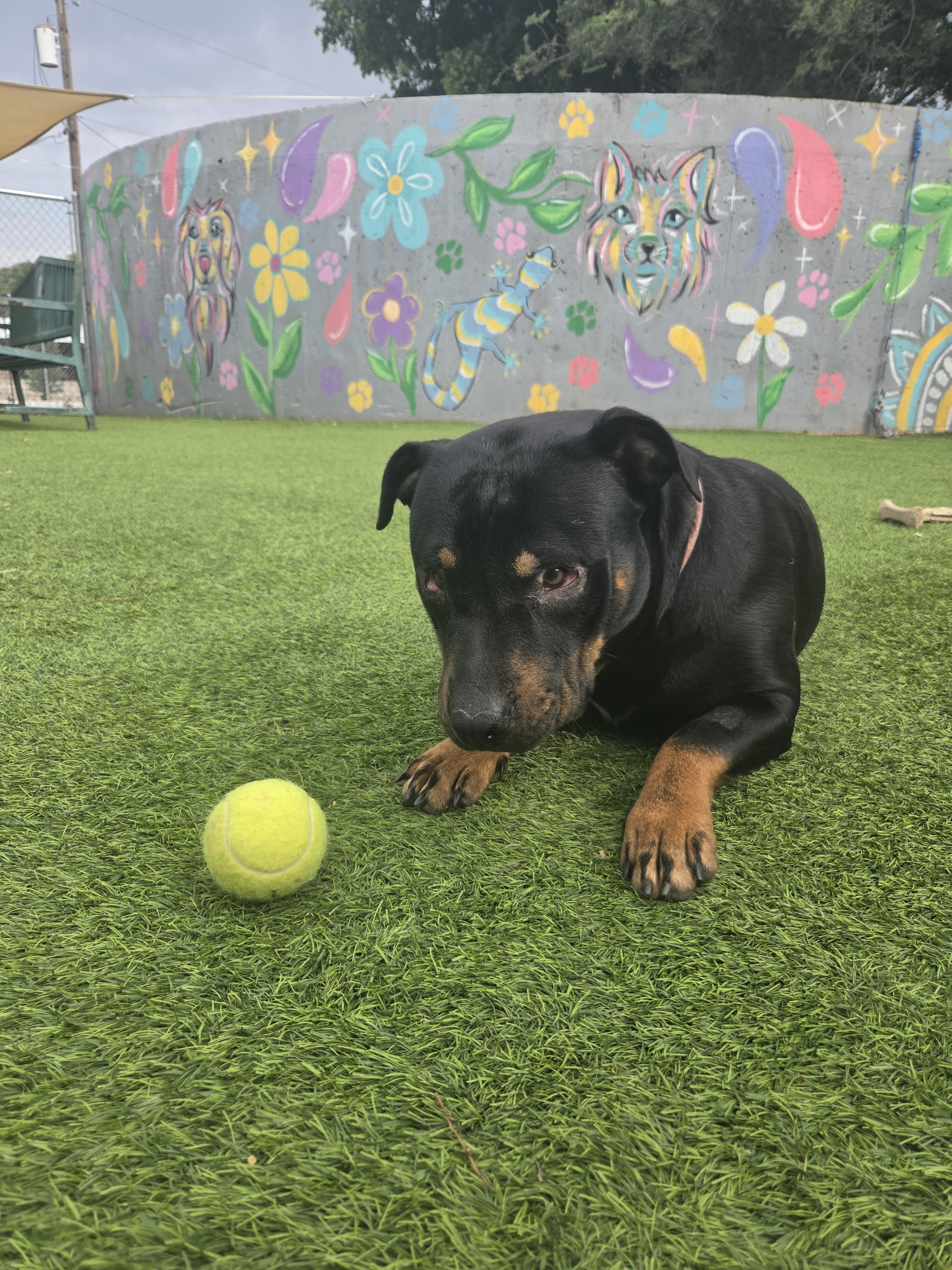 Enlarge Reagan, a ADOPTABLE mixed breed in Oklahoma City, OK image 5/6