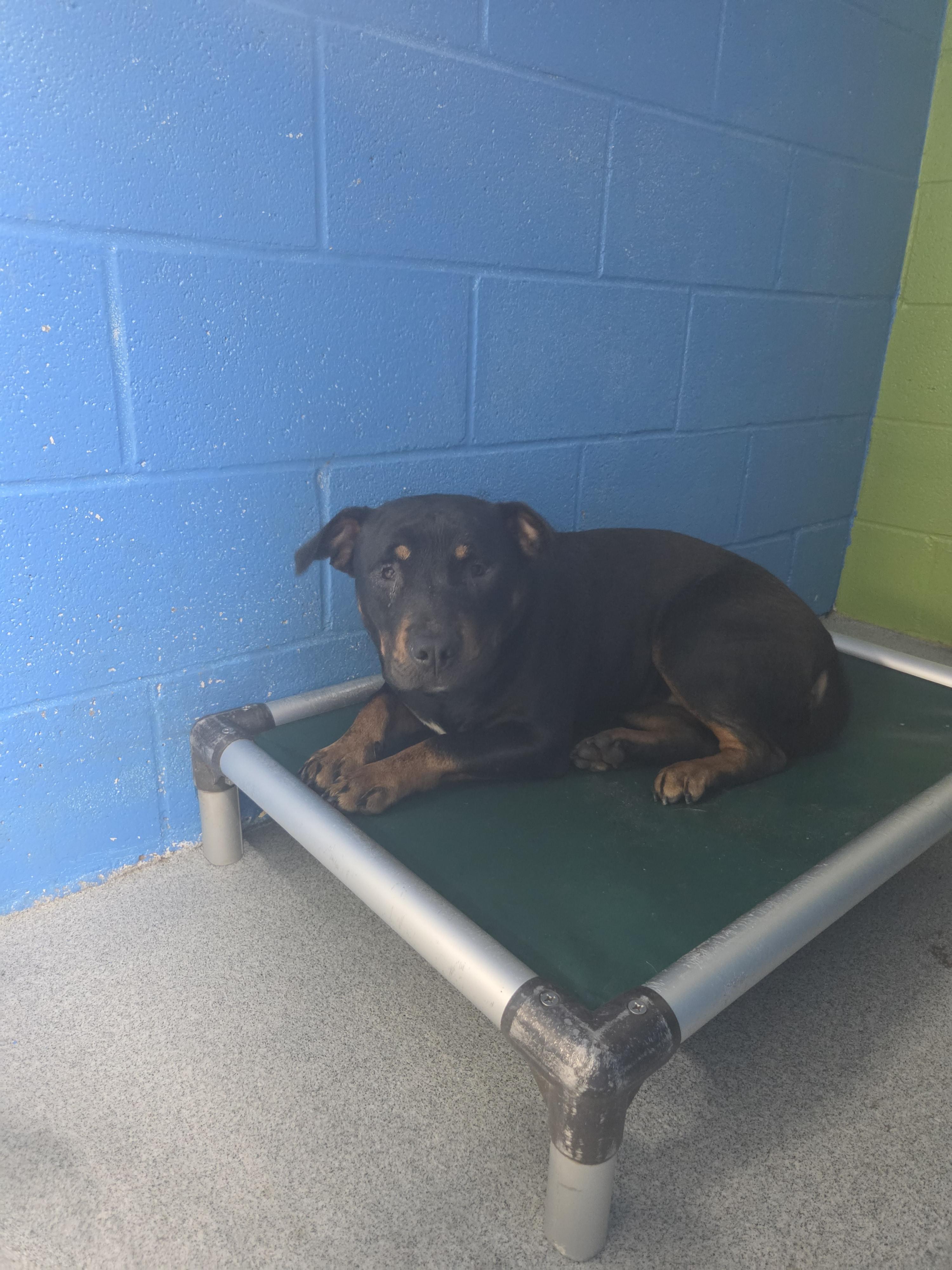 Reagan, a ADOPTABLE mixed breed in Oklahoma City, OK image 3/5