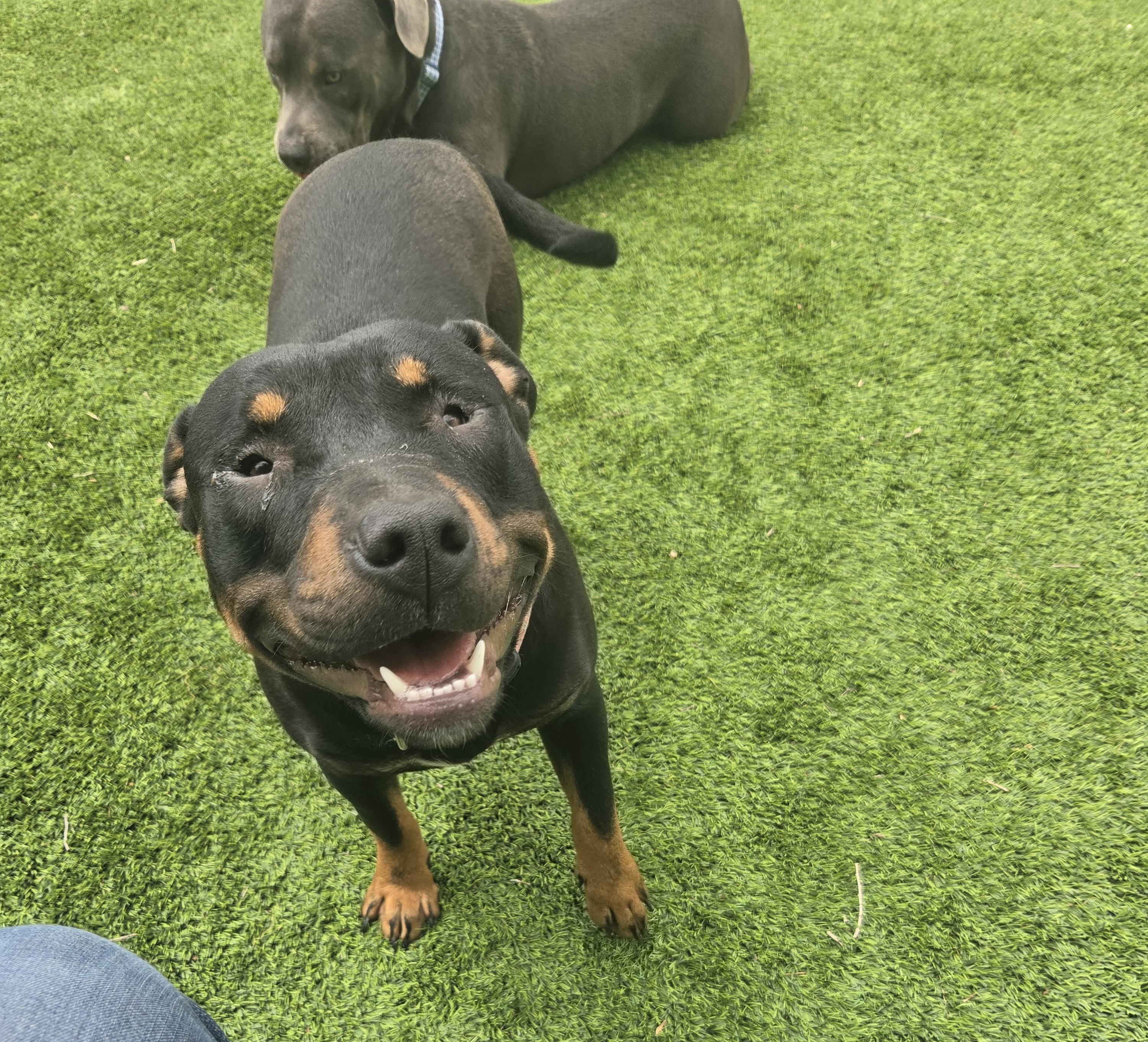 Reagan, a ADOPTABLE mixed breed in Oklahoma City, OK image 2/5