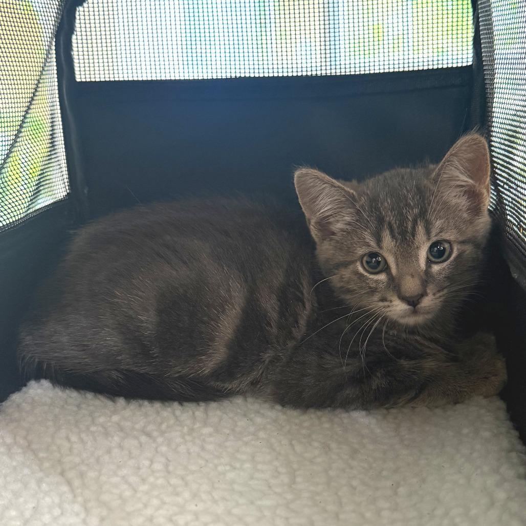 Enlarge Pebbles, a Adoptable Domestic Medium Hair in Folsom, LA image 1/1