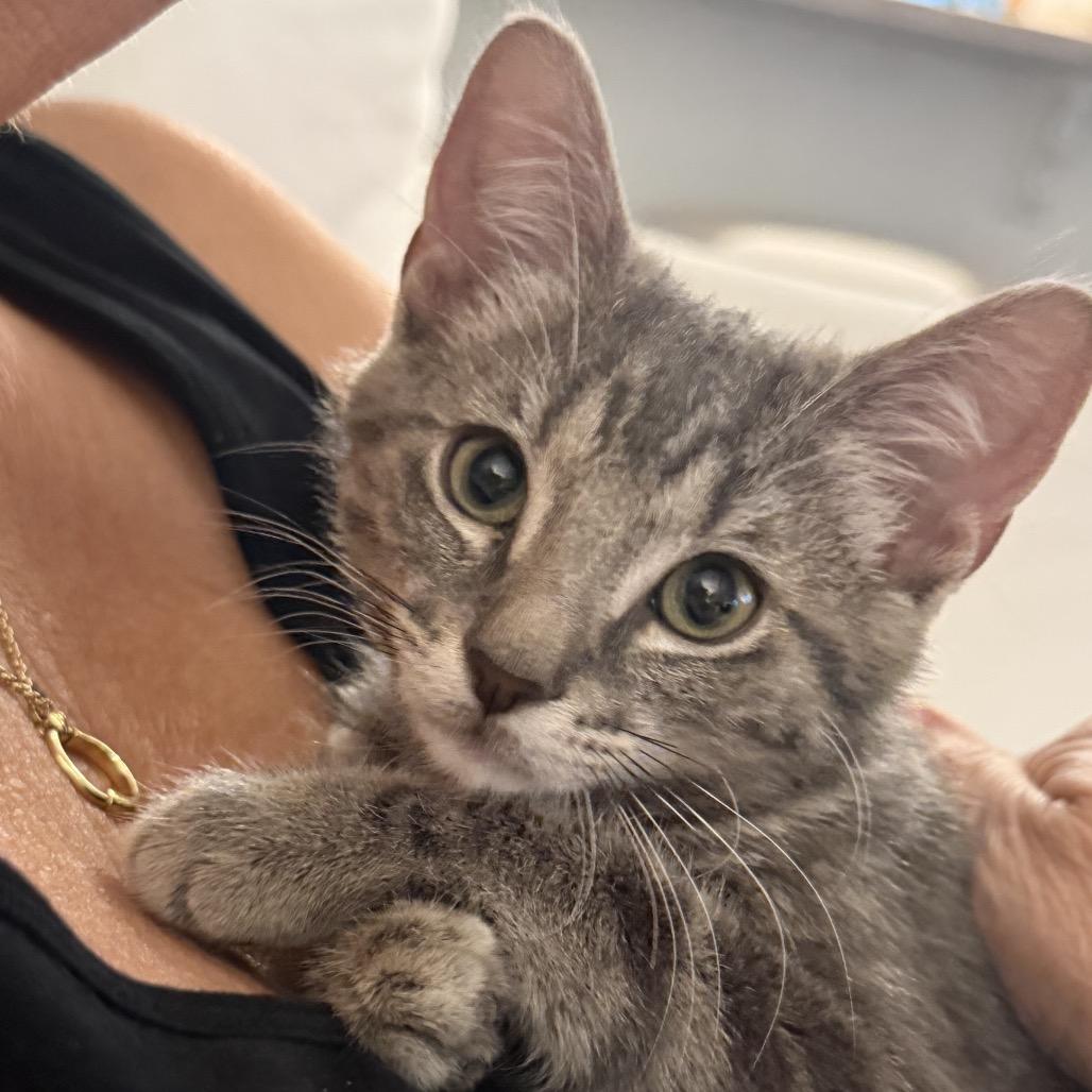 Pebbles, a Adoptable Domestic Medium Hair in Folsom, LA image 4/4